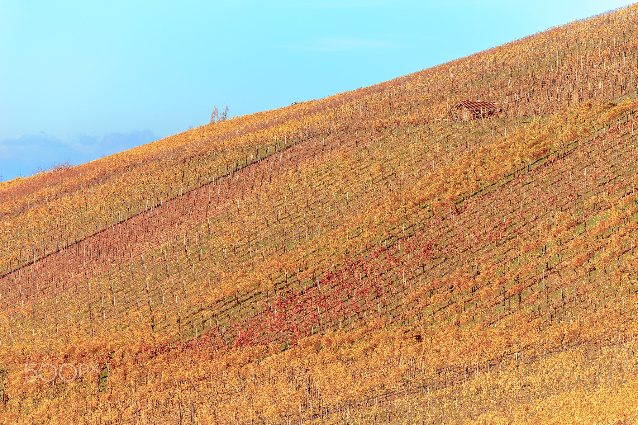 Golden Vineyards