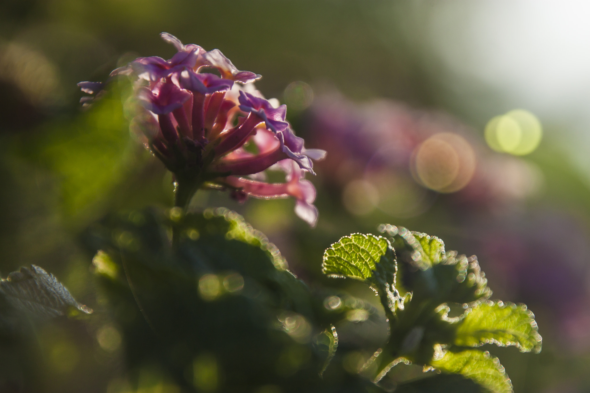 Canon EOS 500D (EOS Rebel T1i / EOS Kiss X3) sample photo. My garden photography