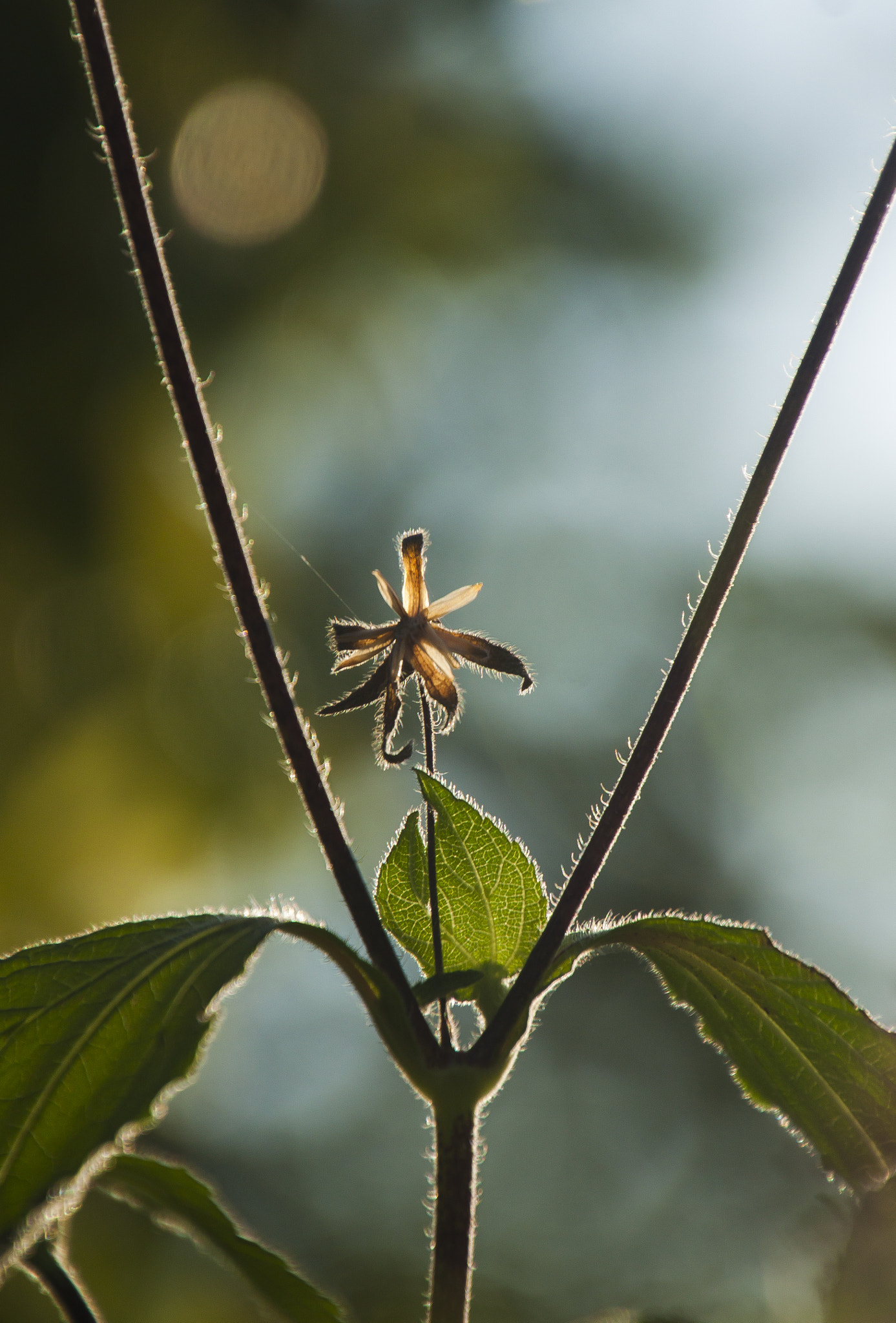 Canon EOS 500D (EOS Rebel T1i / EOS Kiss X3) sample photo. My garden photography