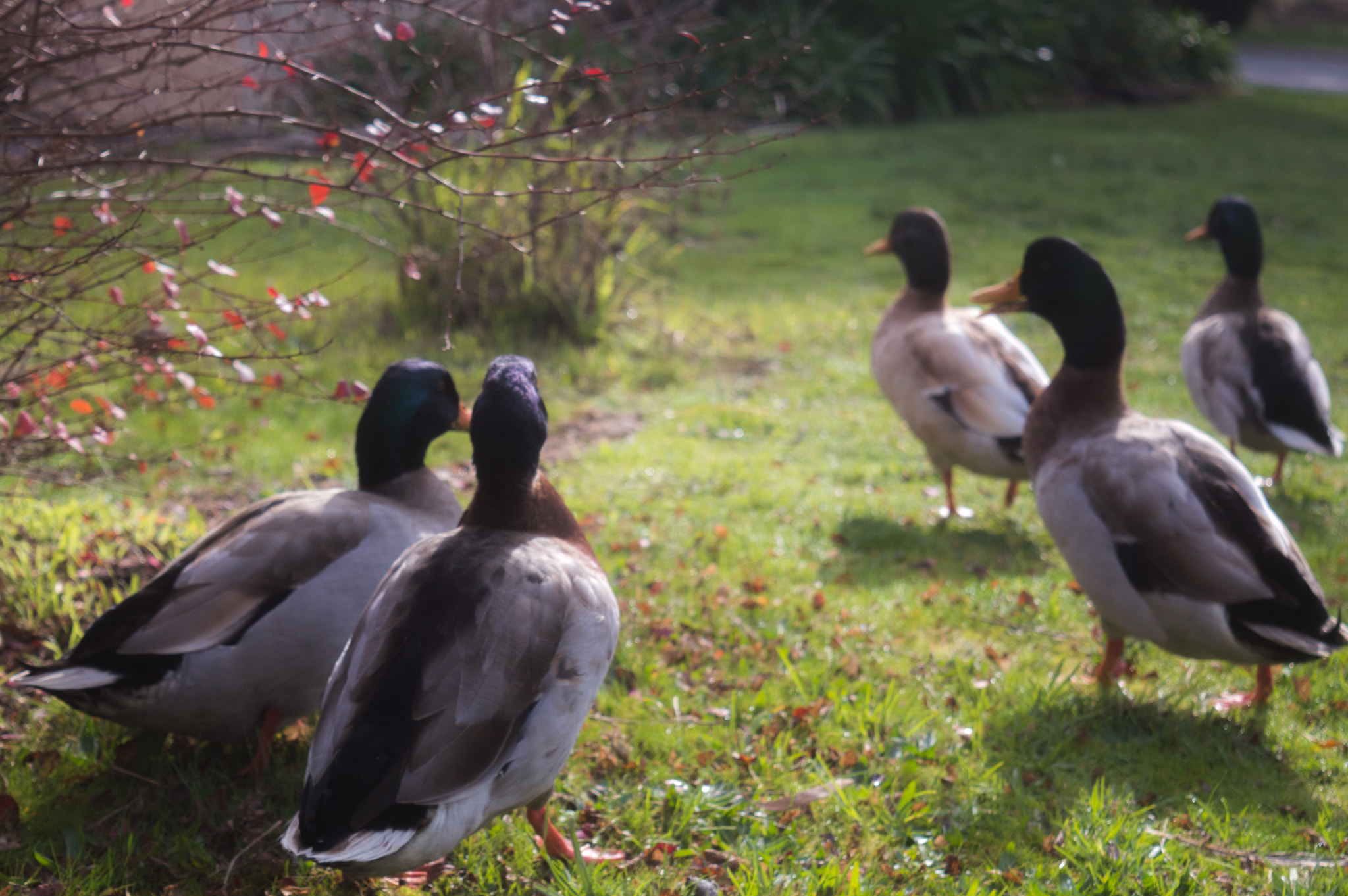 Ducks Looking at Stuff