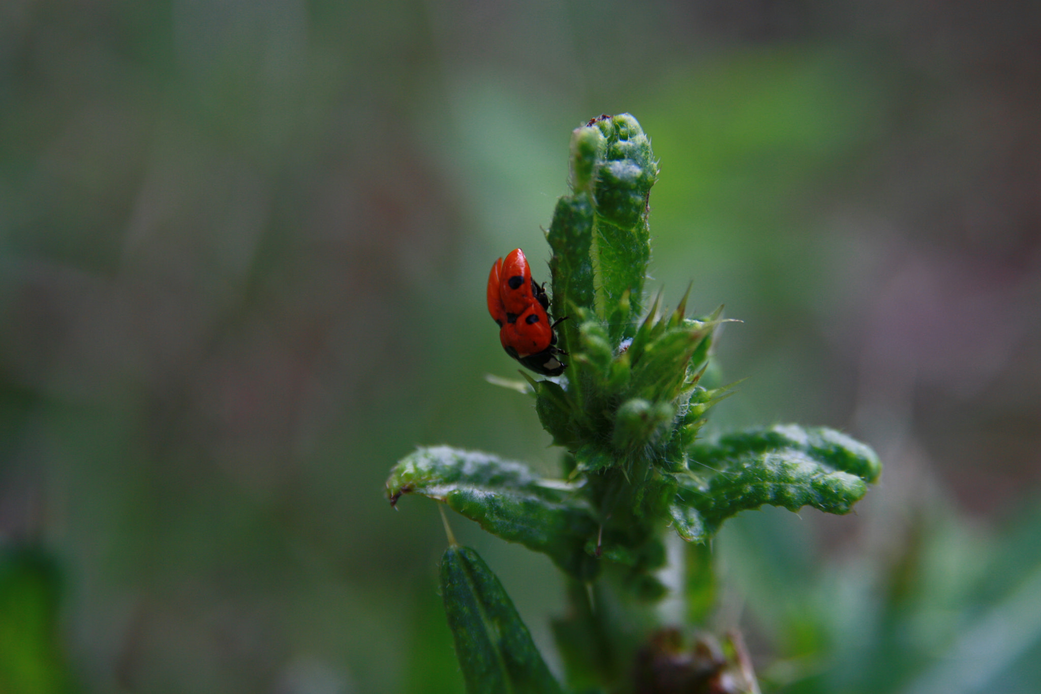 Sigma 17-70mm F2.8-4 DC Macro OS HSM sample photo. Ladybug on grass photography