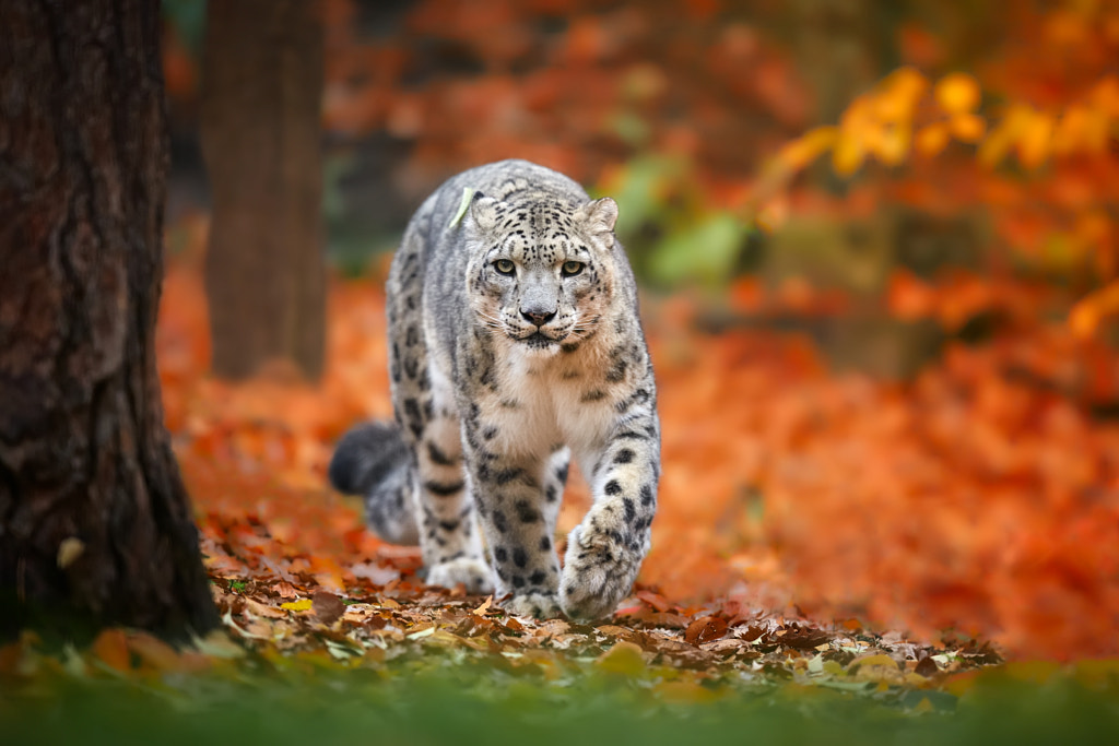 Snoeleopard By Rene Unger On 500px 1577 Snoeleopard By Rene