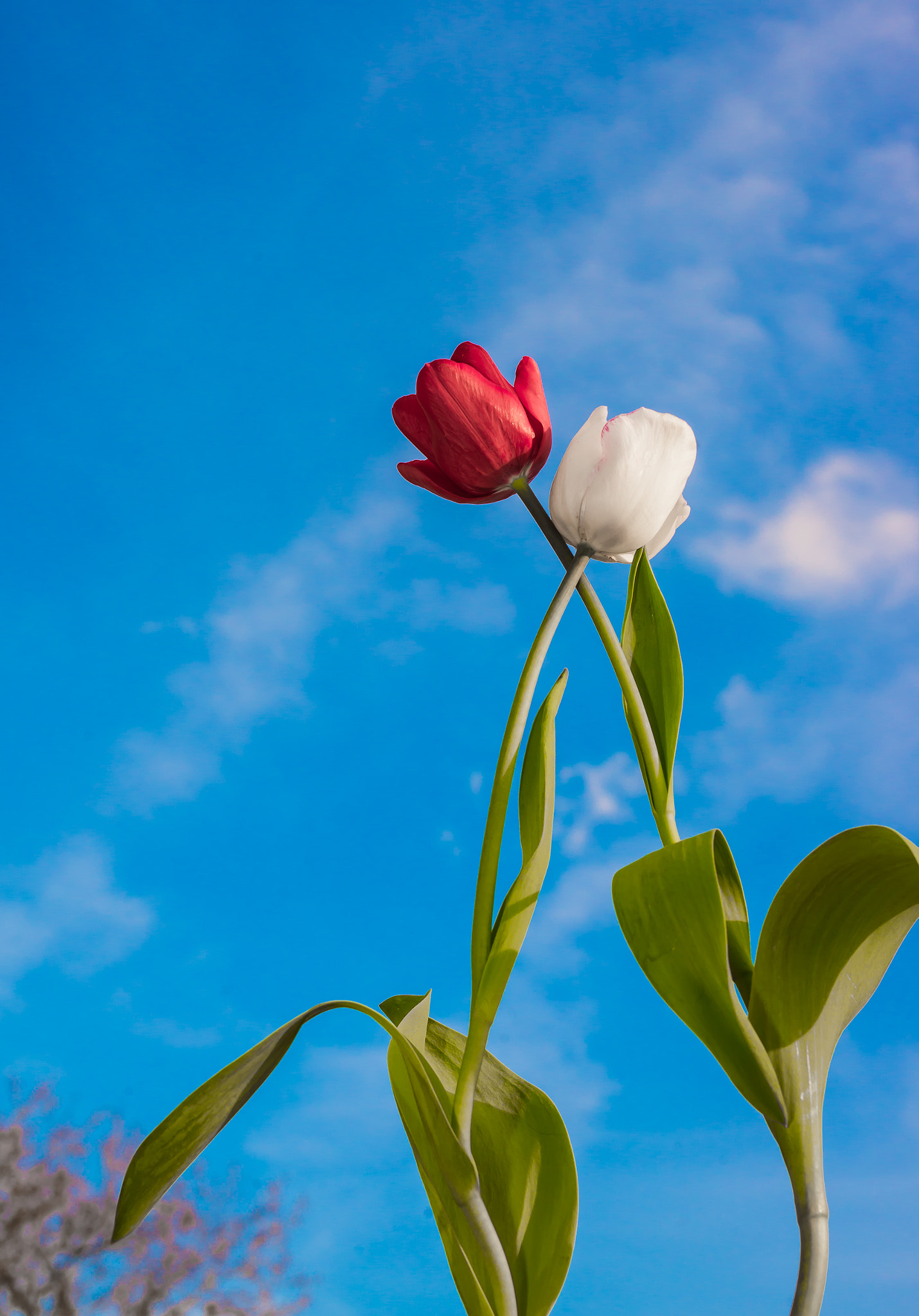 Nikon D600 + Sigma 50mm F1.4 DG HSM Art sample photo. Tulip photography