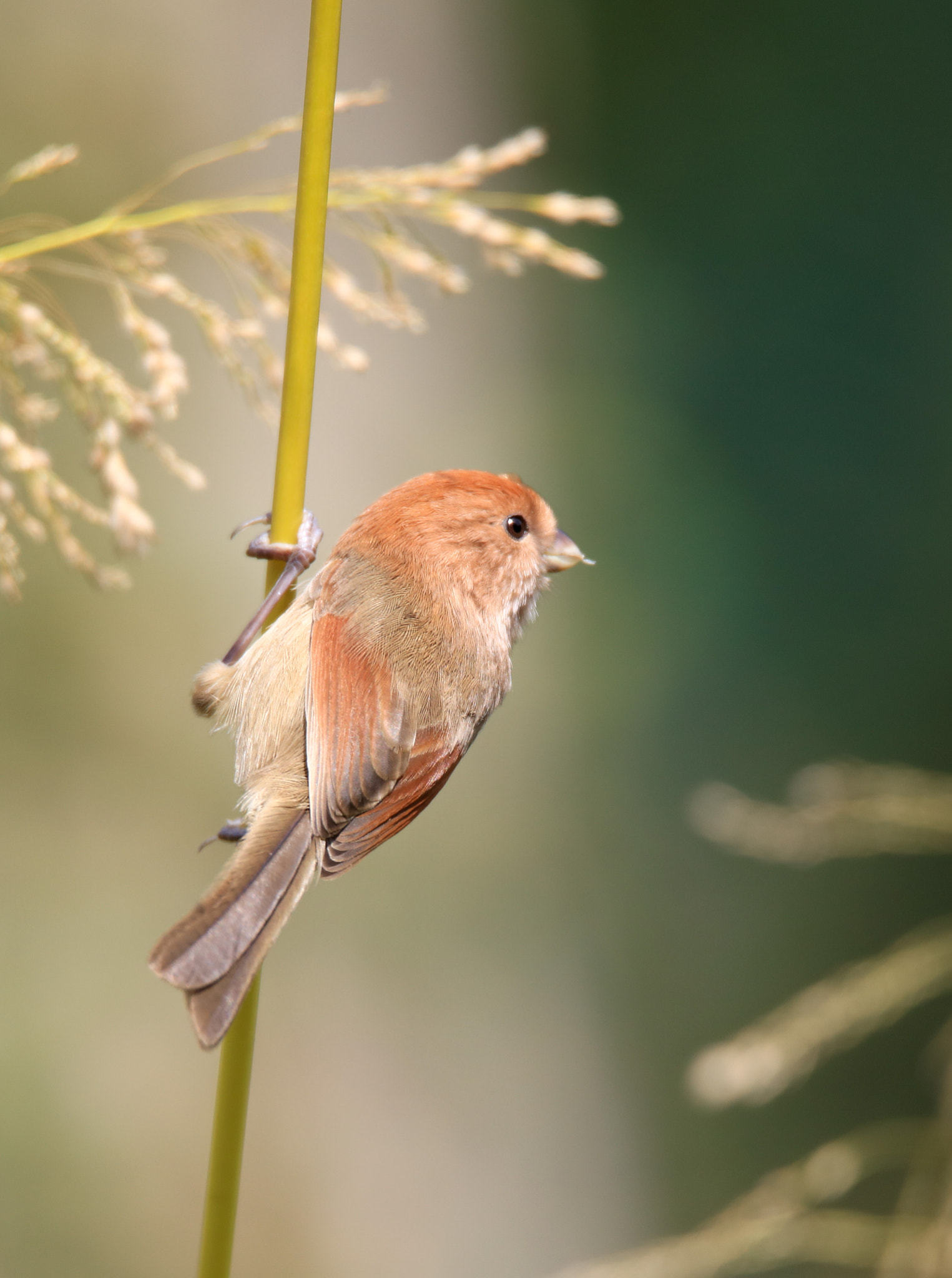 Canon EOS 5DS + Tamron SP 150-600mm F5-6.3 Di VC USD sample photo. Vinous-throated parrotbill photography