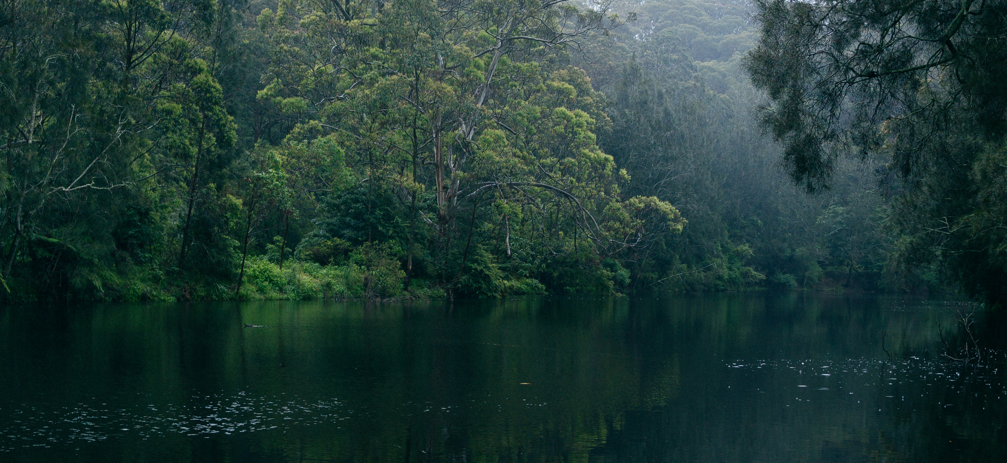 Nikon 1 V1 + Nikon 1 Nikkor 18.5mm F1.8 sample photo. Misty lane cove river photography