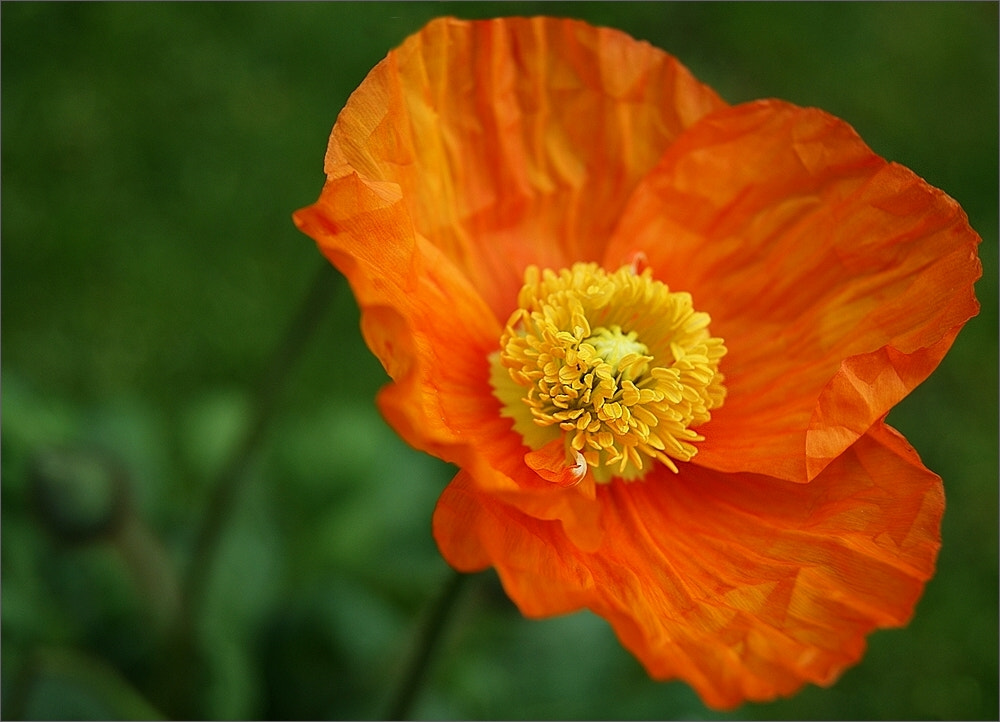 Sony DT 18-55mm F3.5-5.6 SAM sample photo