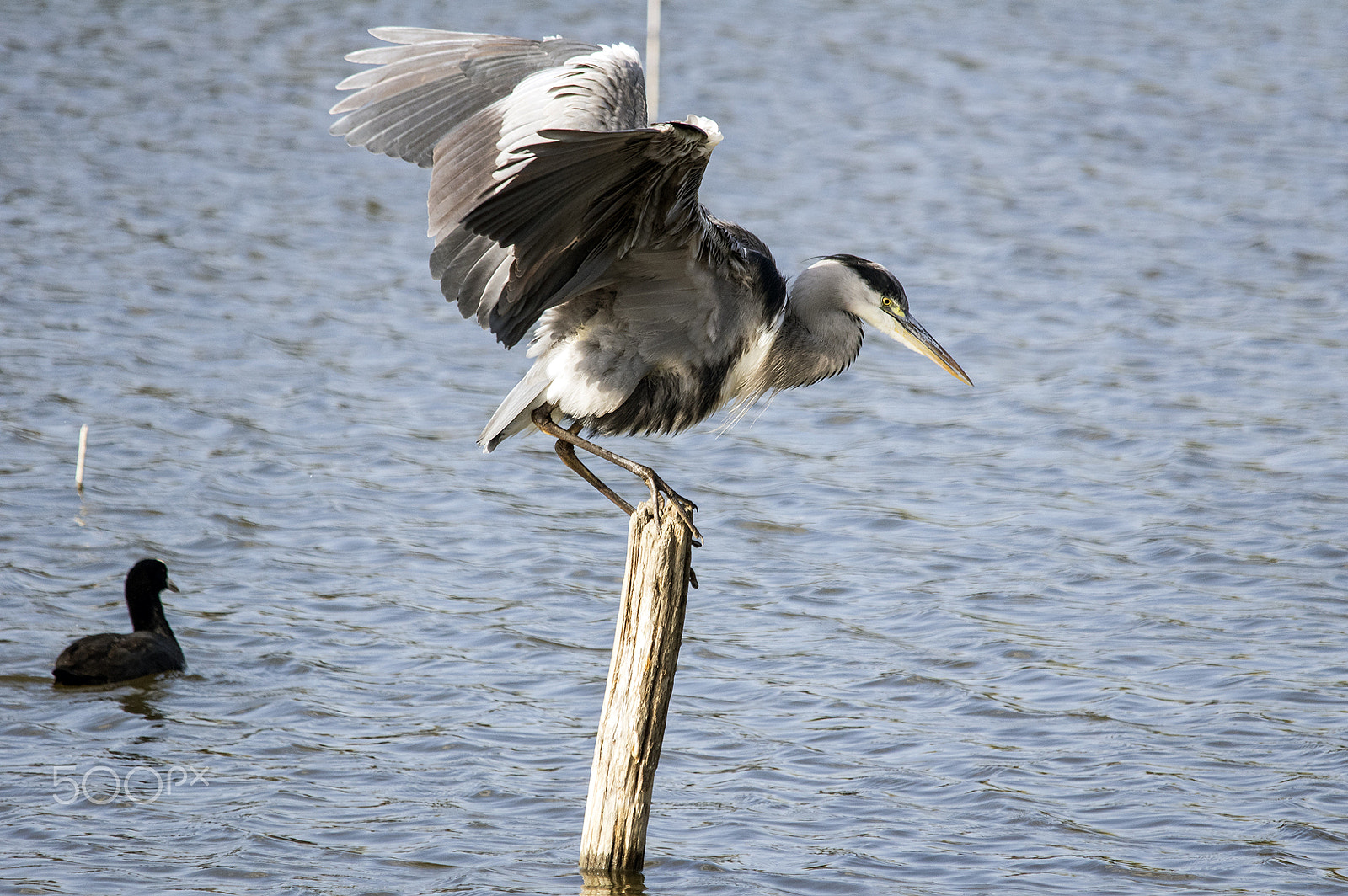 Sigma 150-500mm F5-6.3 DG OS HSM sample photo. Ops! photography