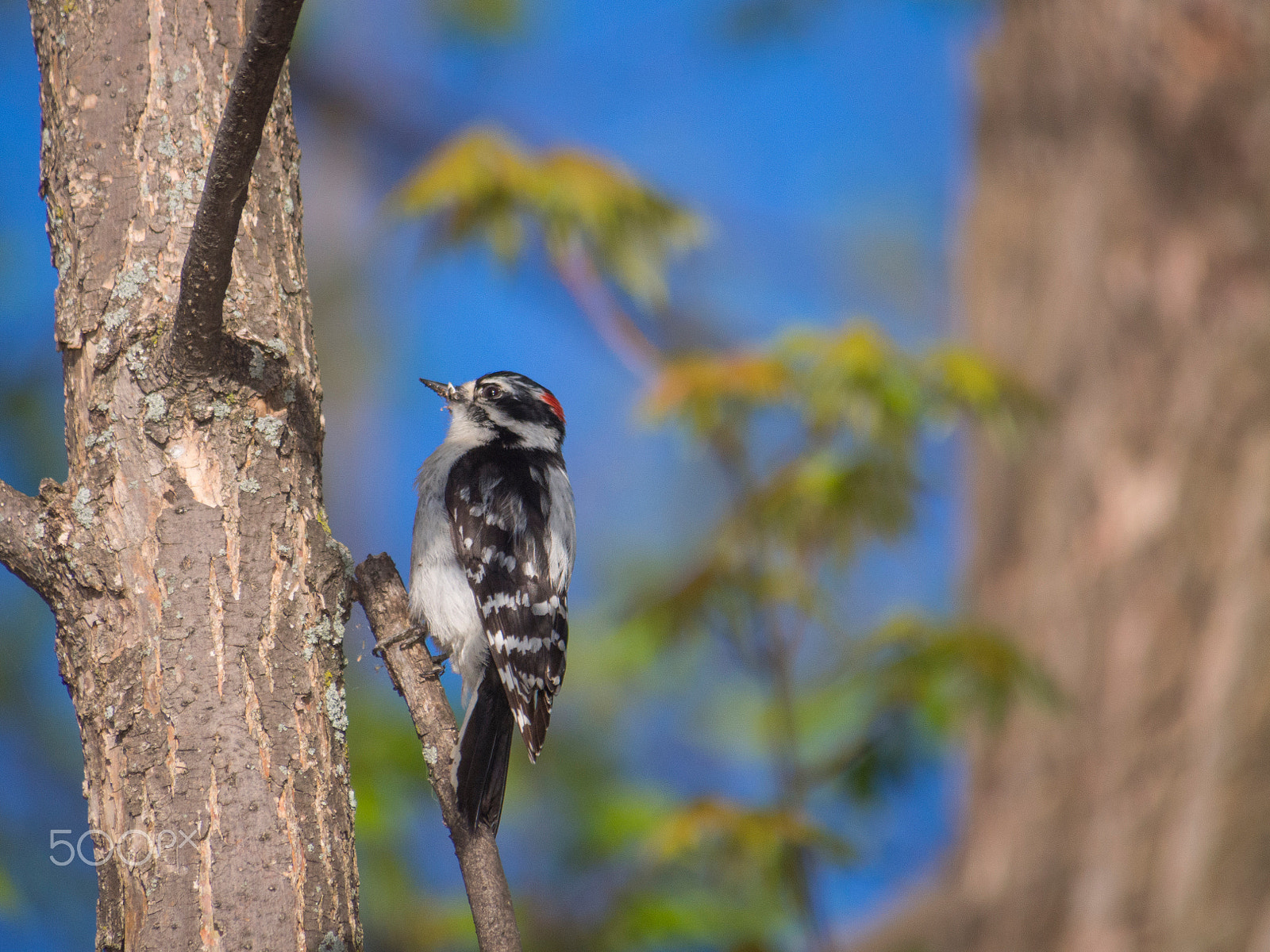 Olympus PEN E-PL5 sample photo. Woodpecker photography