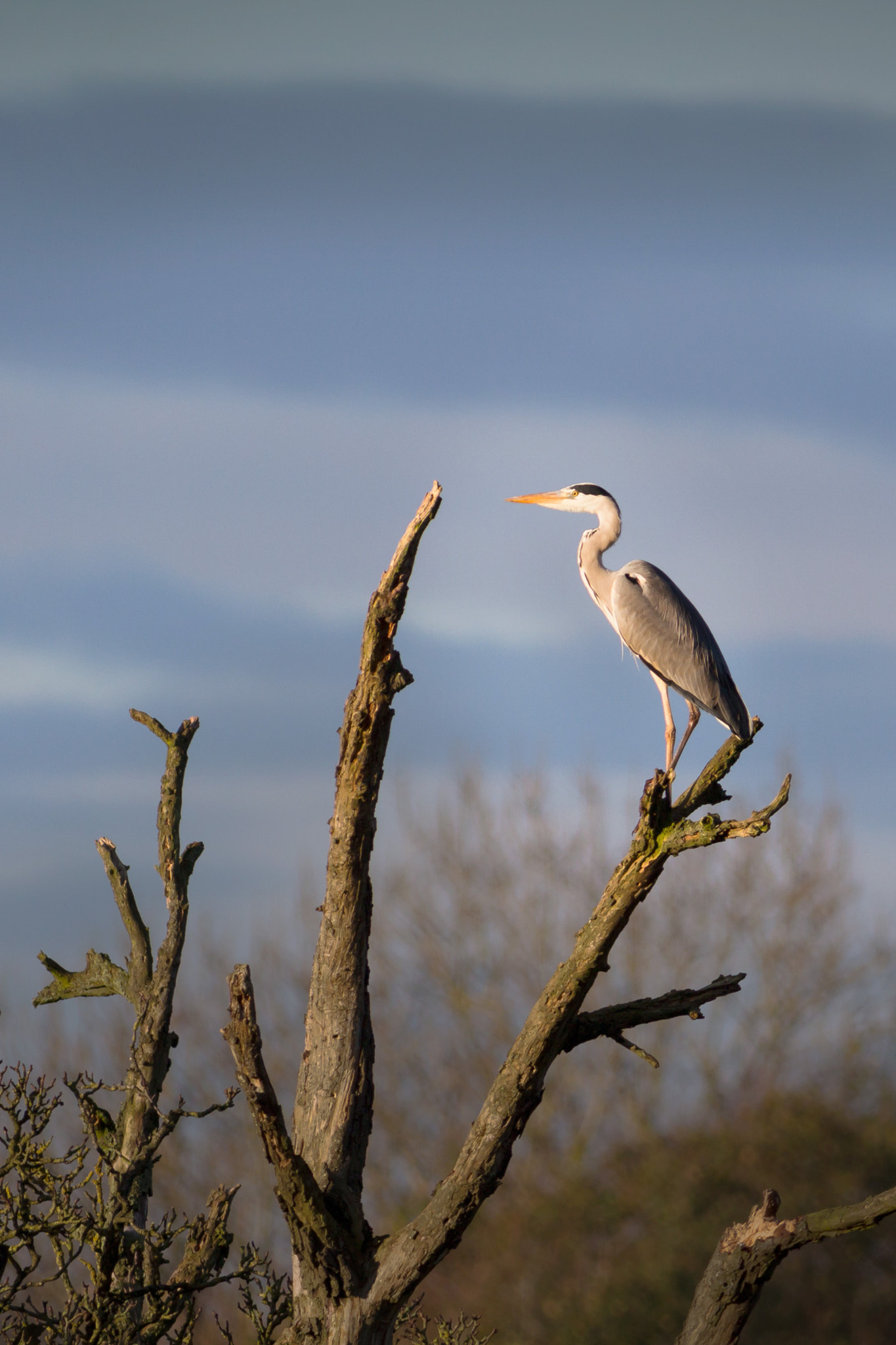 Canon EOS 700D (EOS Rebel T5i / EOS Kiss X7i) + Canon EF 400mm F5.6L USM sample photo. Heron on a tree photography