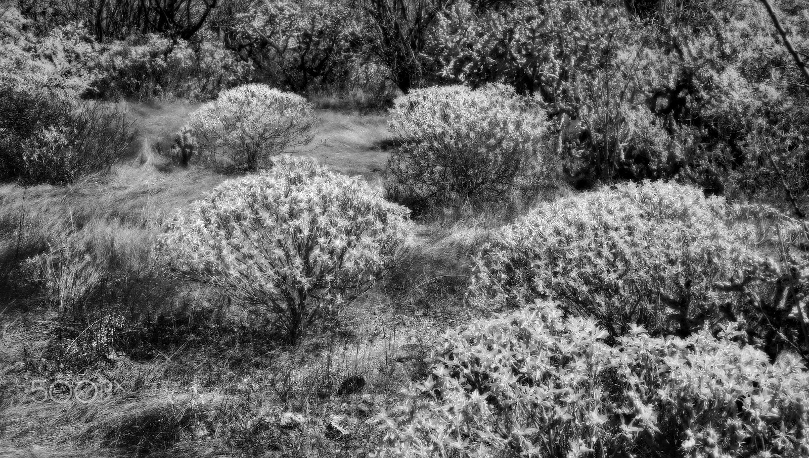 Sony SLT-A55 (SLT-A55V) + Sony DT 35mm F1.8 SAM sample photo. Grass & bushes photography