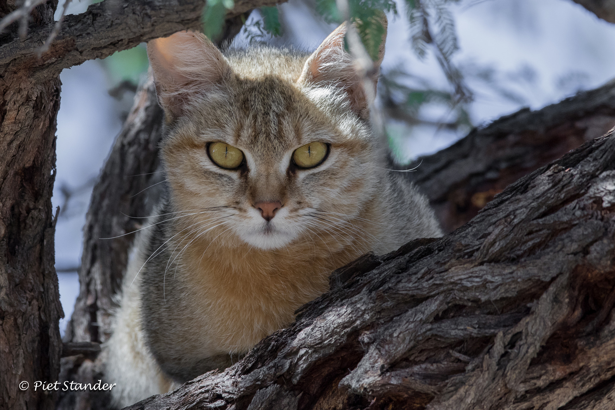 Canon EOS 7D Mark II + Canon EF 600mm F4L IS II USM sample photo. African wildcat photography