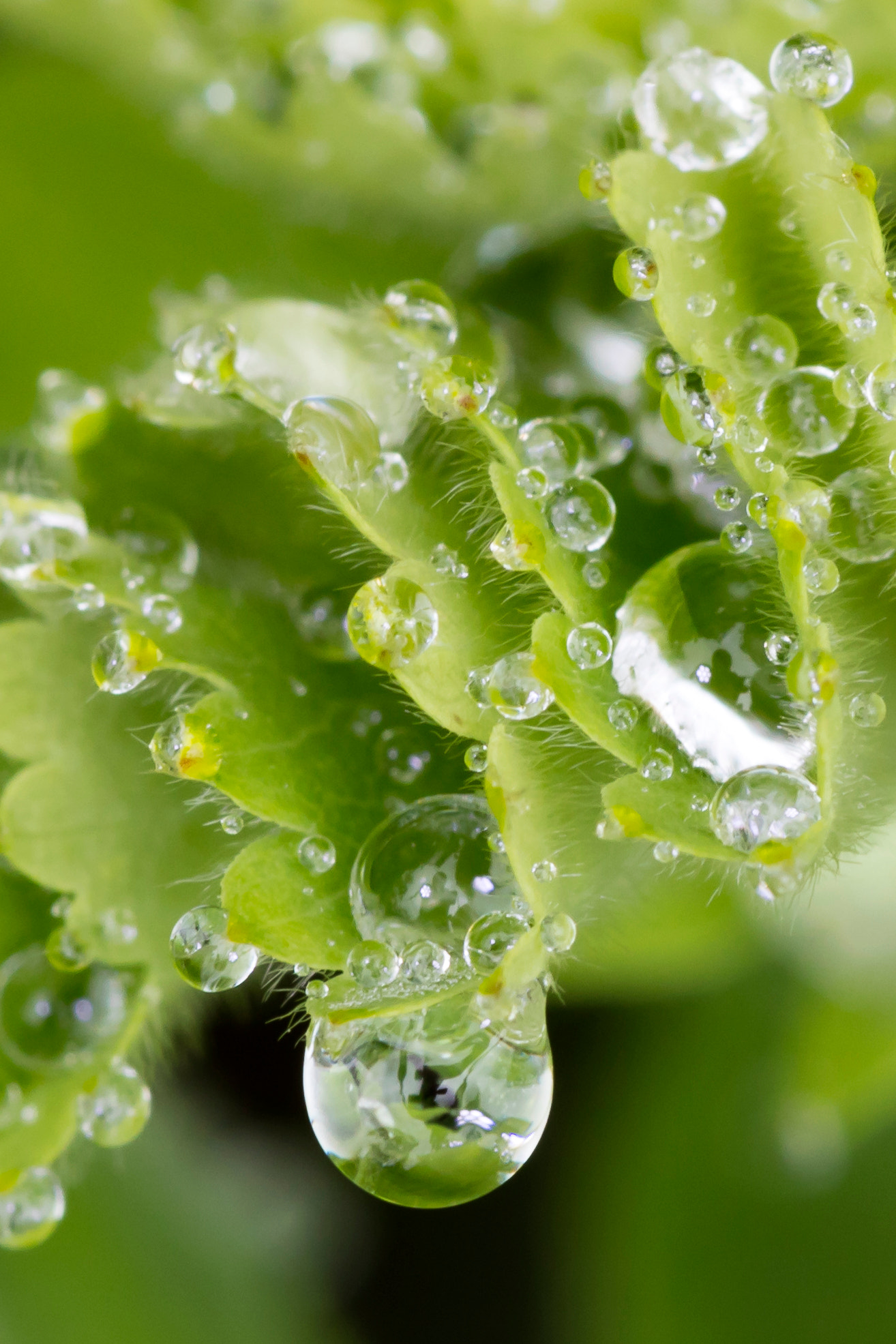 Canon EOS 5DS + Canon EF 100mm F2.8 Macro USM sample photo. Water drops photography