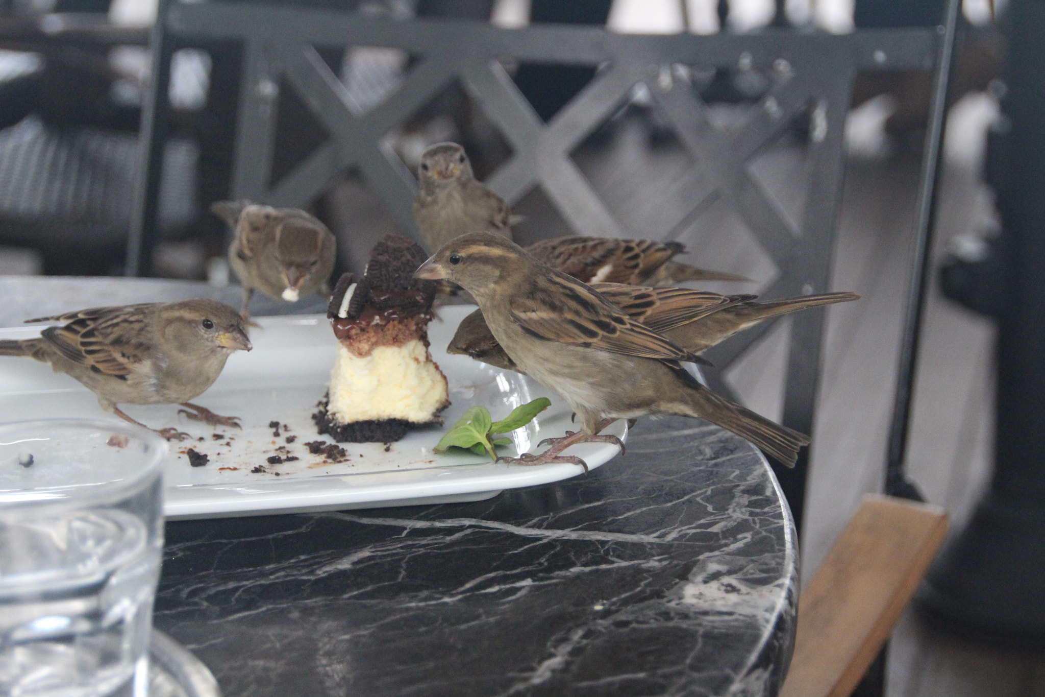 Sigma 18-250mm F3.5-6.3 DC OS HSM sample photo. Sparrows photography