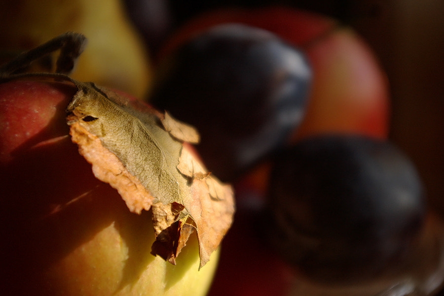 Pentax K110D sample photo. Dry leave. photography