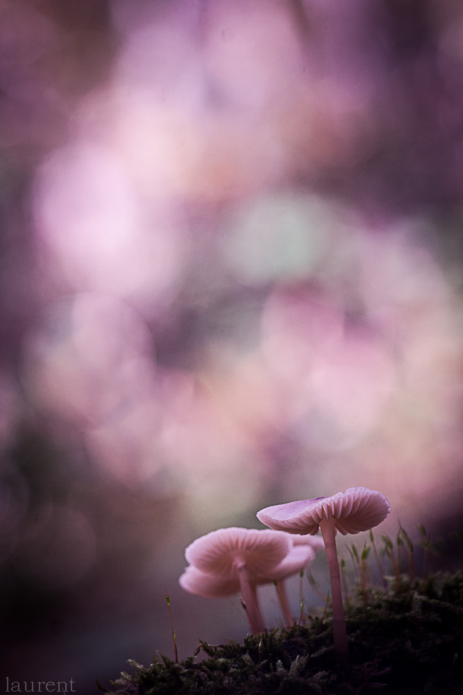 Sony Alpha DSLR-A700 + Minolta AF 100mm F2.8 Macro [New] sample photo. Sweet love......... photography