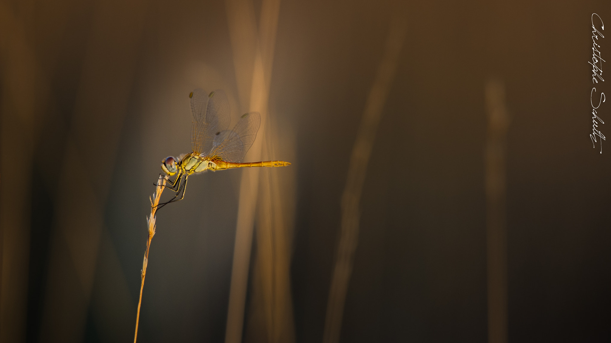 Nikon D3S + Nikon AF-S Nikkor 300mm F4D ED-IF sample photo. Dragonfly photography