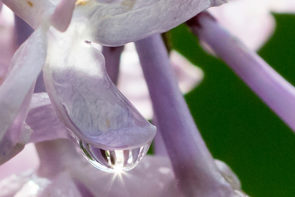 Canon EOS 5DS + Canon EF 100mm F2.8 Macro USM sample photo. Flower photography