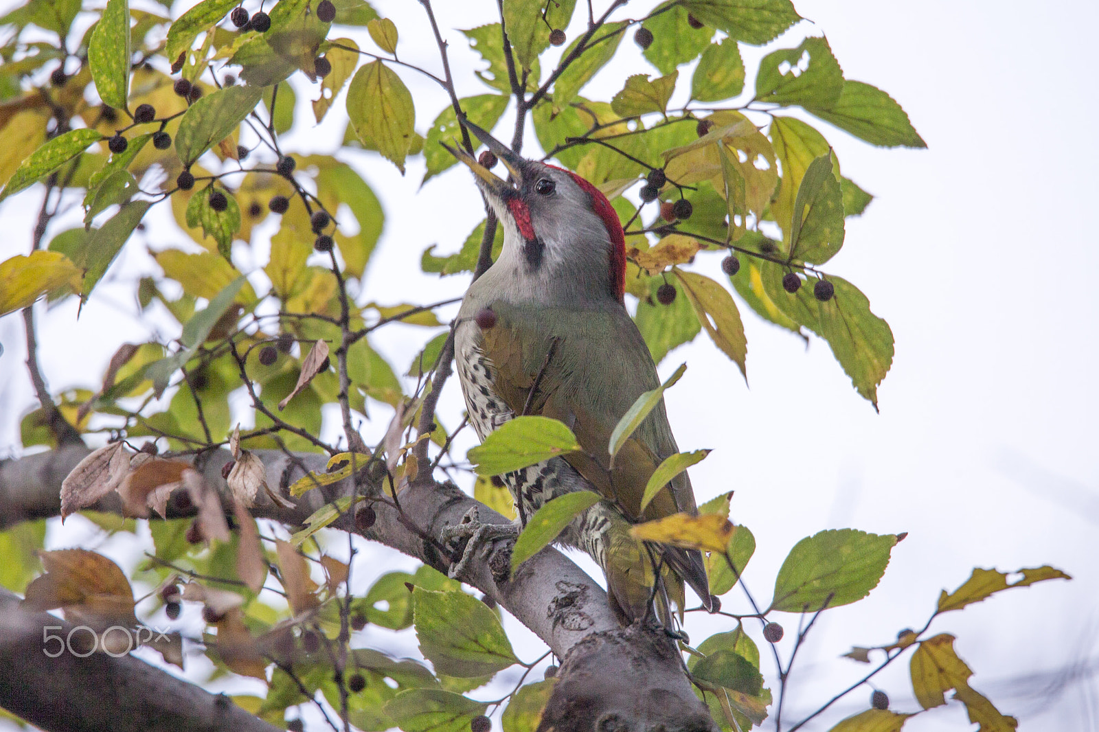 Sigma 150-600mm F5-6.3 DG OS HSM | C sample photo. Japanese green woodpecker photography