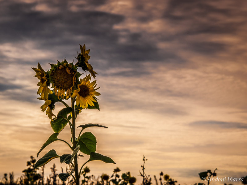 Olympus E-30 sample photo. Girasol photography