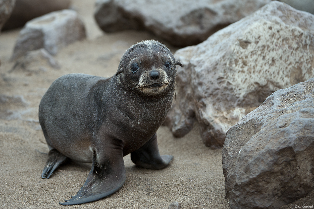 Nikon AF-S Nikkor 200-400mm F4G ED-IF VR sample photo. Seal youngster photography