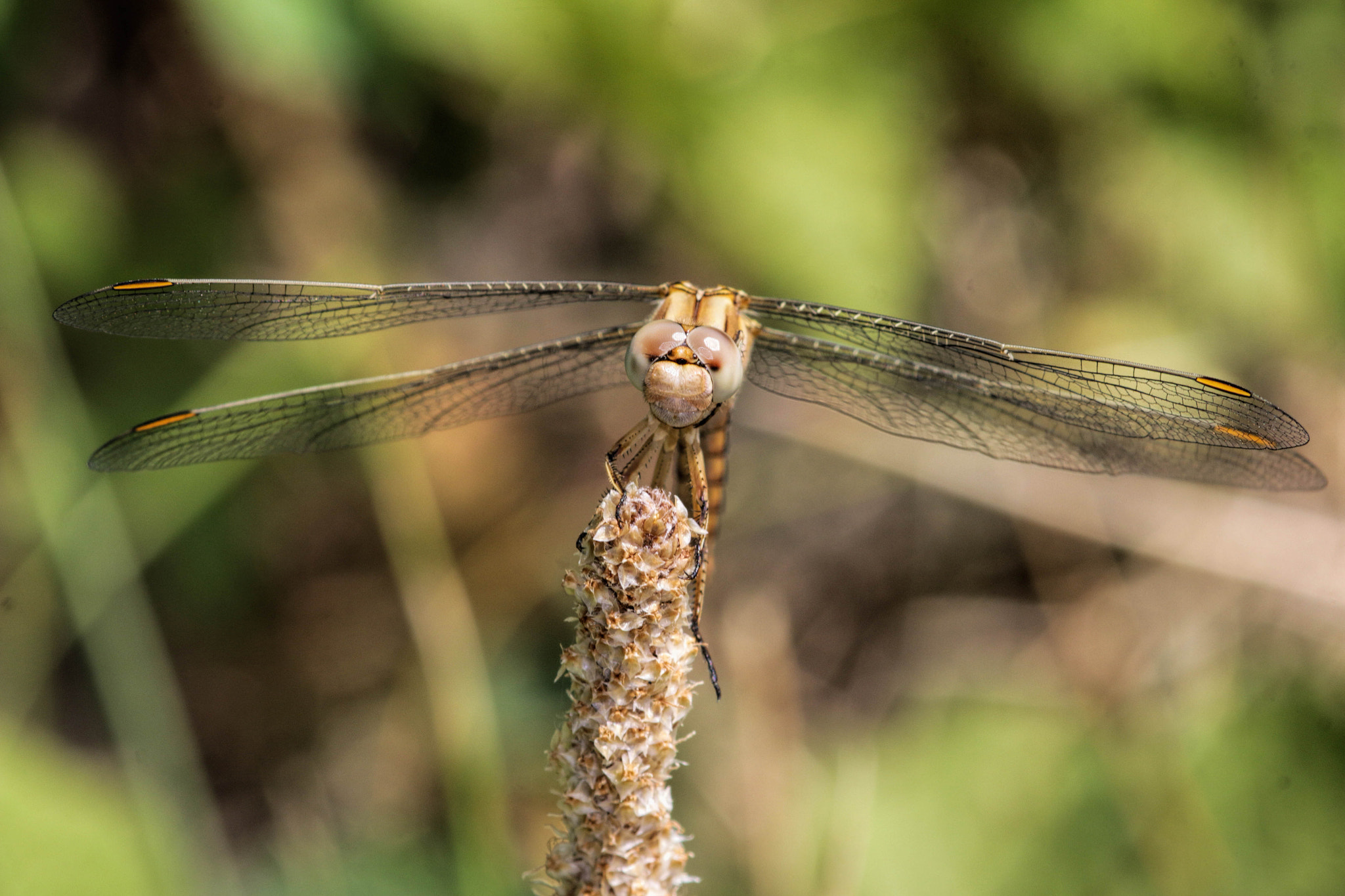 Canon EOS 70D + Sigma 150mm F2.8 EX DG OS Macro HSM sample photo. Dragonfly photography
