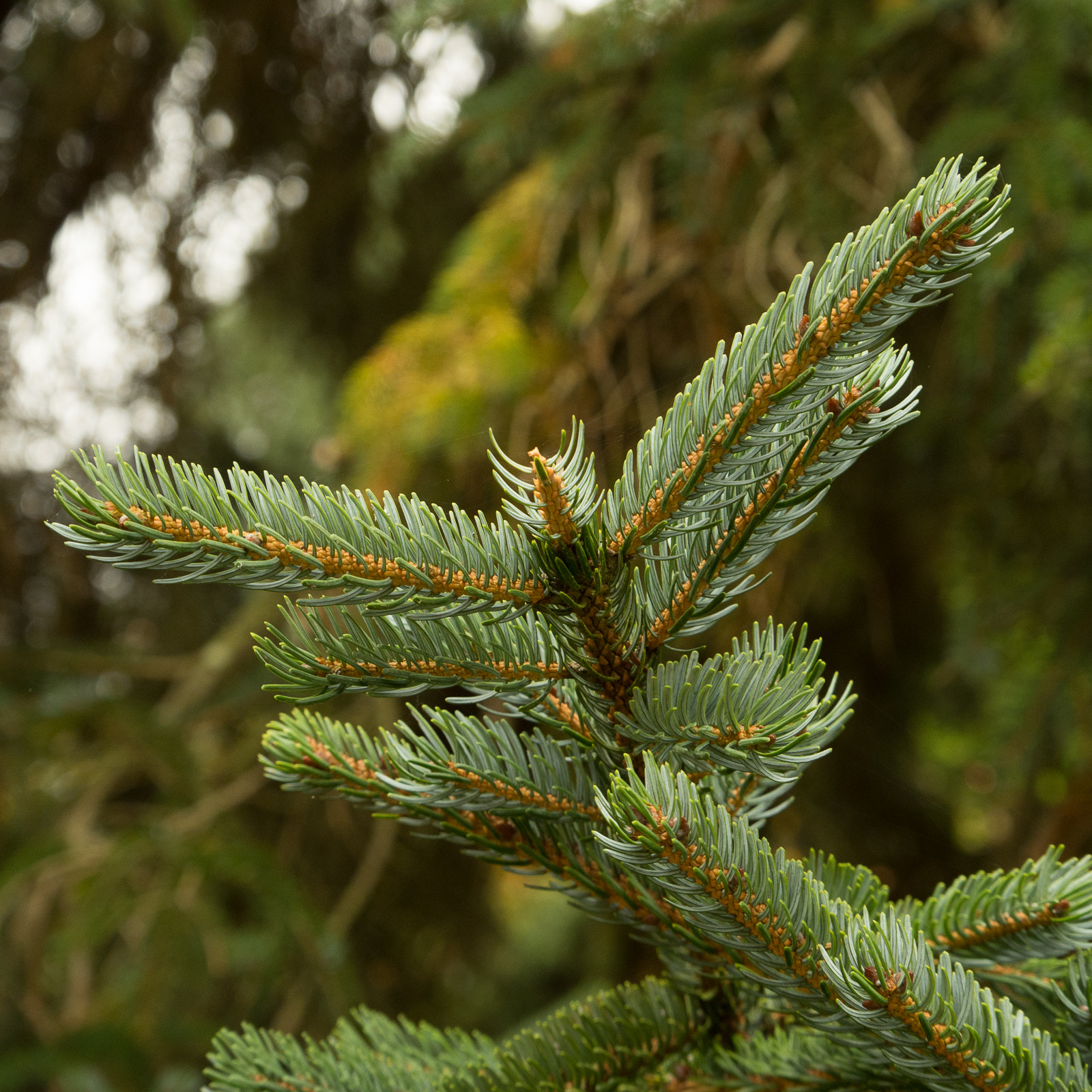LUMIX G VARIO 35-100/F4.0-5.6 sample photo. Autumn 2015 photography