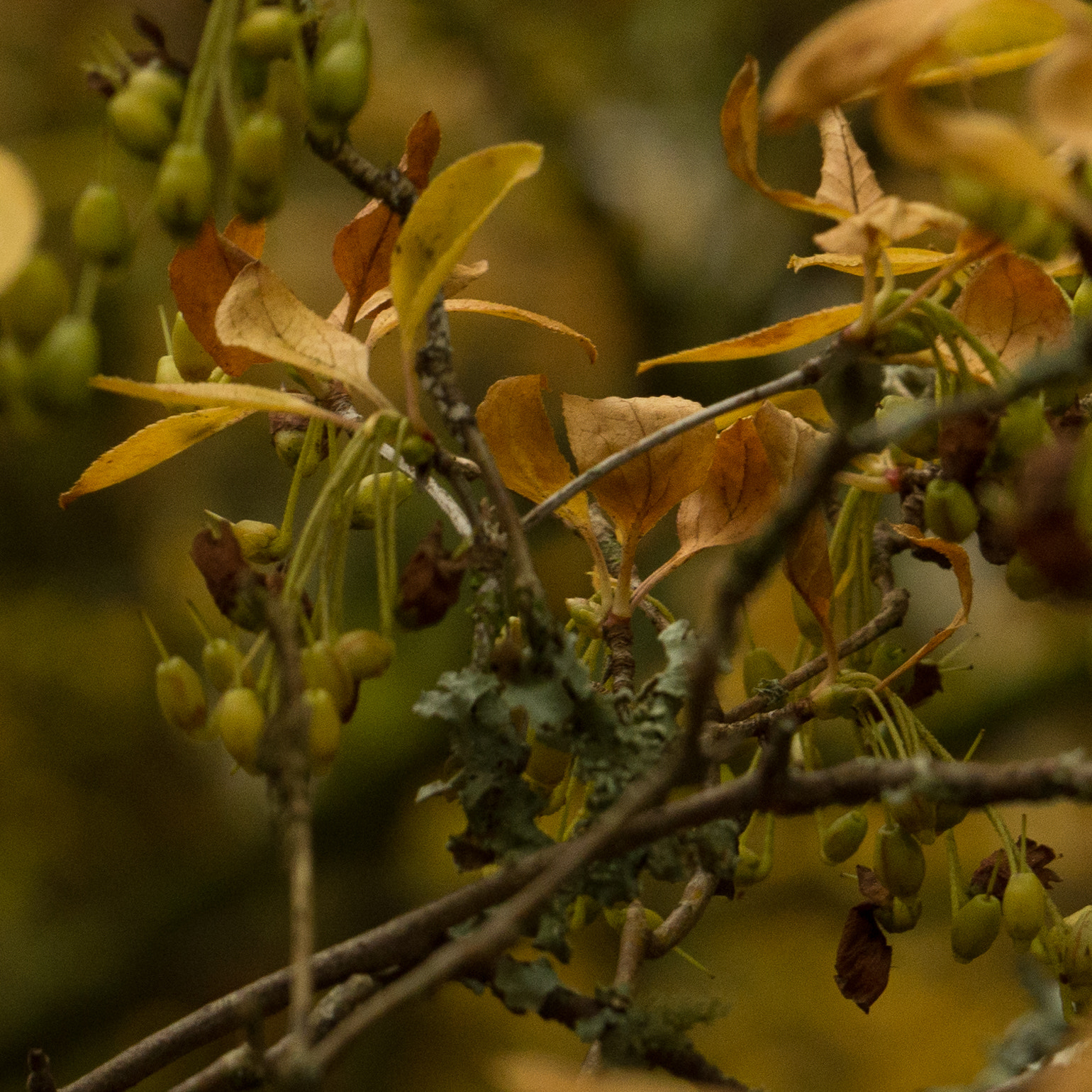 LUMIX G VARIO 35-100/F4.0-5.6 sample photo. Autumn 2015 photography