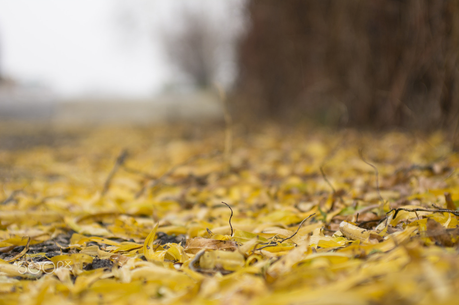 AF Zoom-Nikkor 35-70mm f/2.8 sample photo. Leaf mould photography