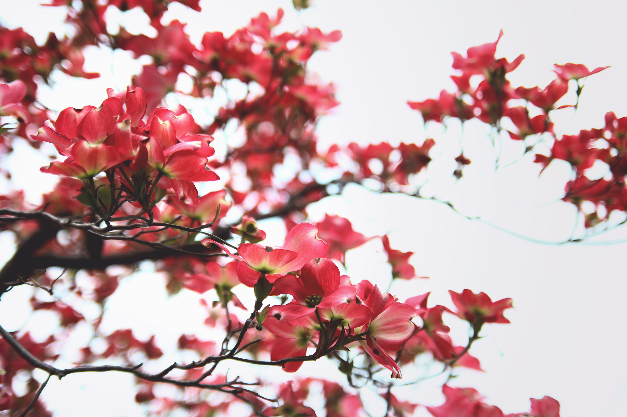 Canon EOS 600D (Rebel EOS T3i / EOS Kiss X5) sample photo. Pink flower photography