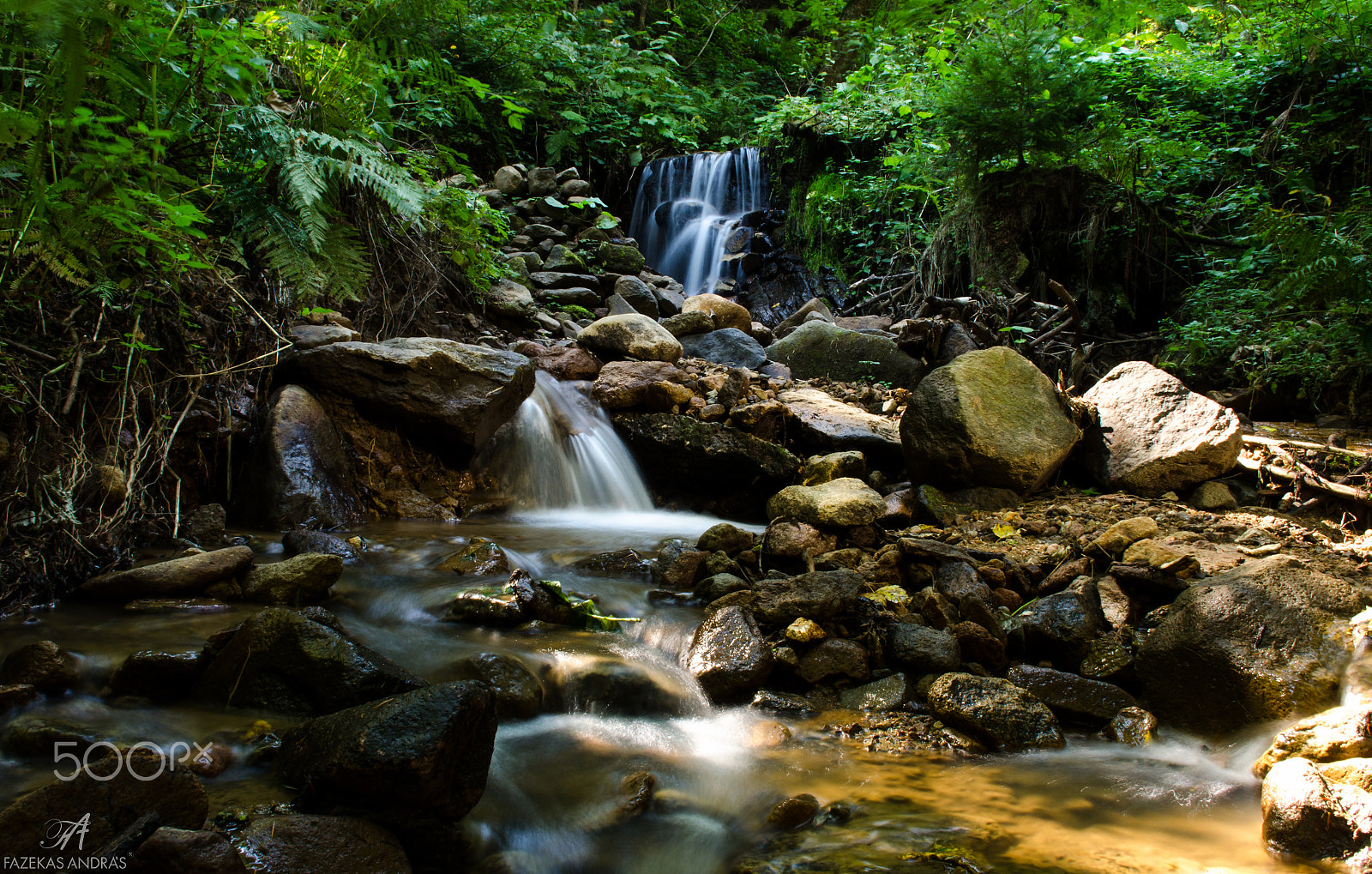 Sigma 18-50mm F2.8-4.5 DC OS HSM sample photo. My forest photography
