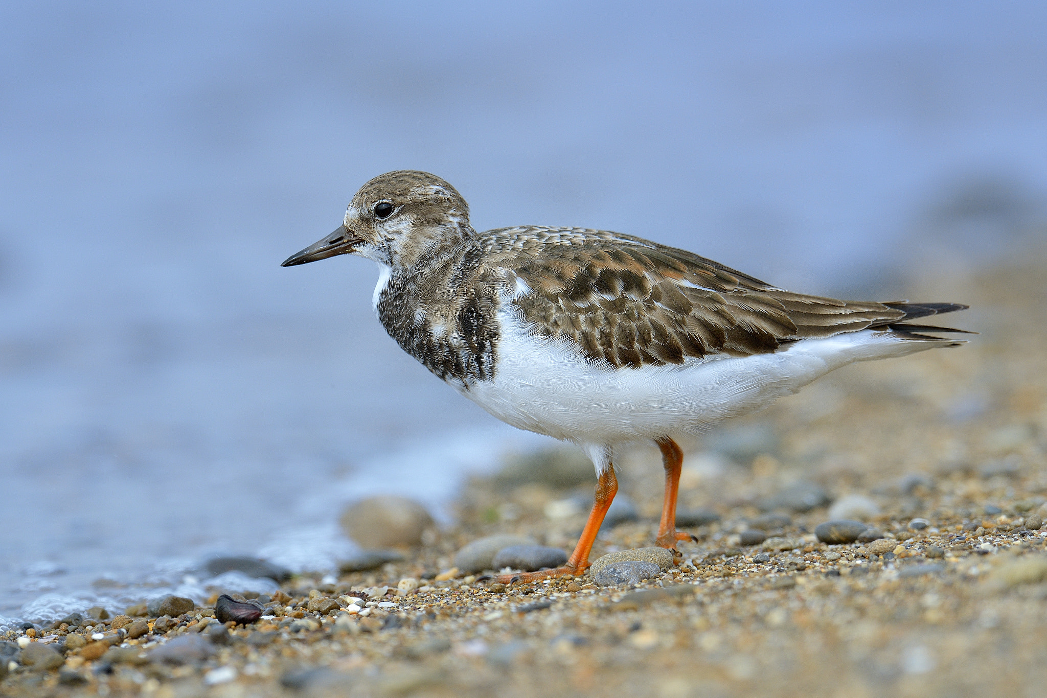Nikon D800 + Nikon AF-S Nikkor 600mm F4G ED VR sample photo. Ruddy turnstone！ photography