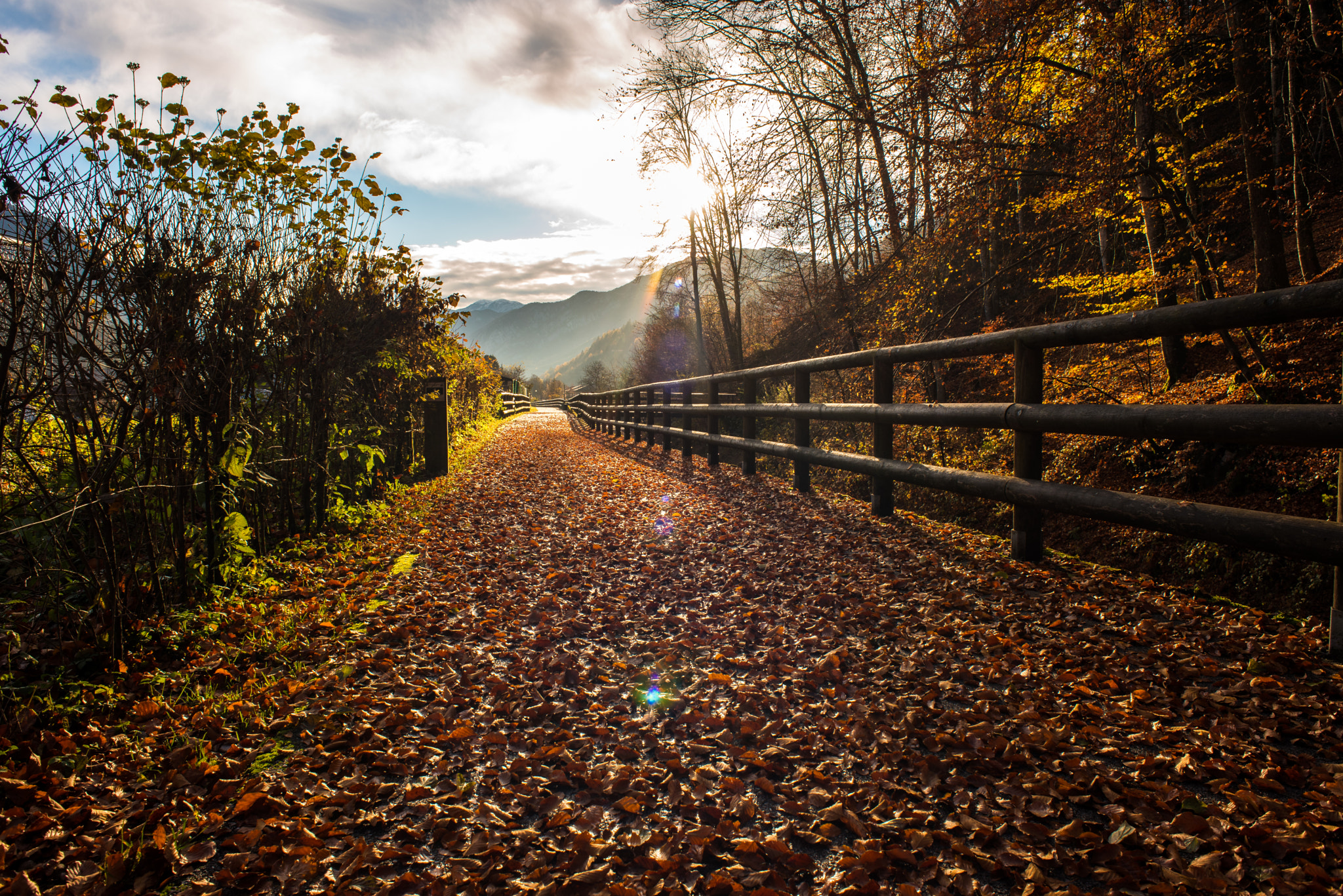 Nikon D750 + AF Nikkor 24mm f/2.8 sample photo. Una strada di foglie - a street of leaves photography
