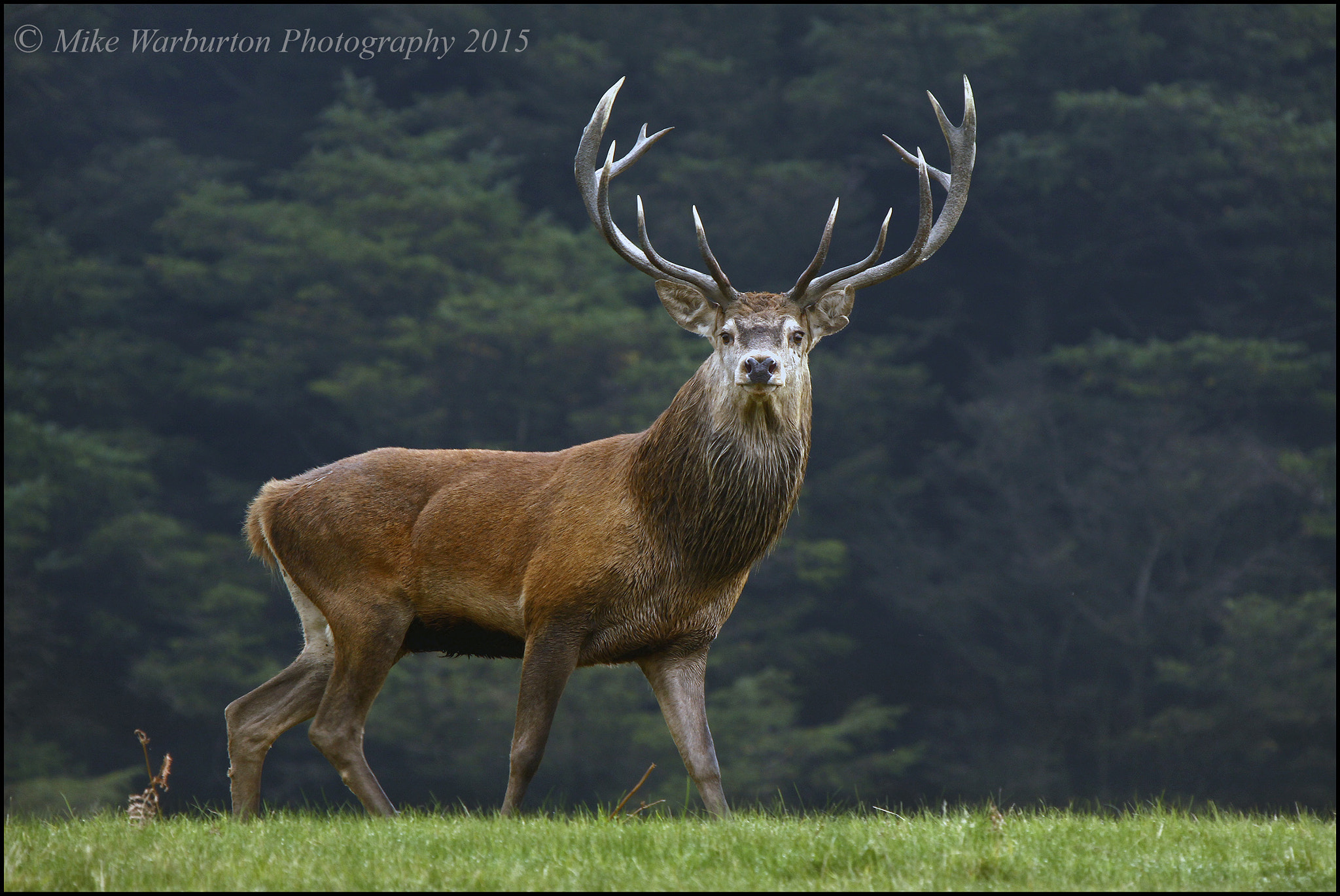 Canon EOS 50D + Sigma 50-500mm f/4-6.3 APO HSM EX sample photo. Red deer photography