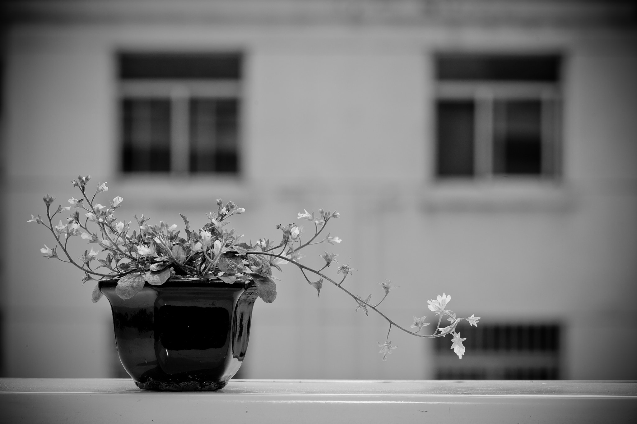 Canon EOS 5D + Canon EF 100mm F2.8 Macro USM sample photo. Flower on the windowsill photography