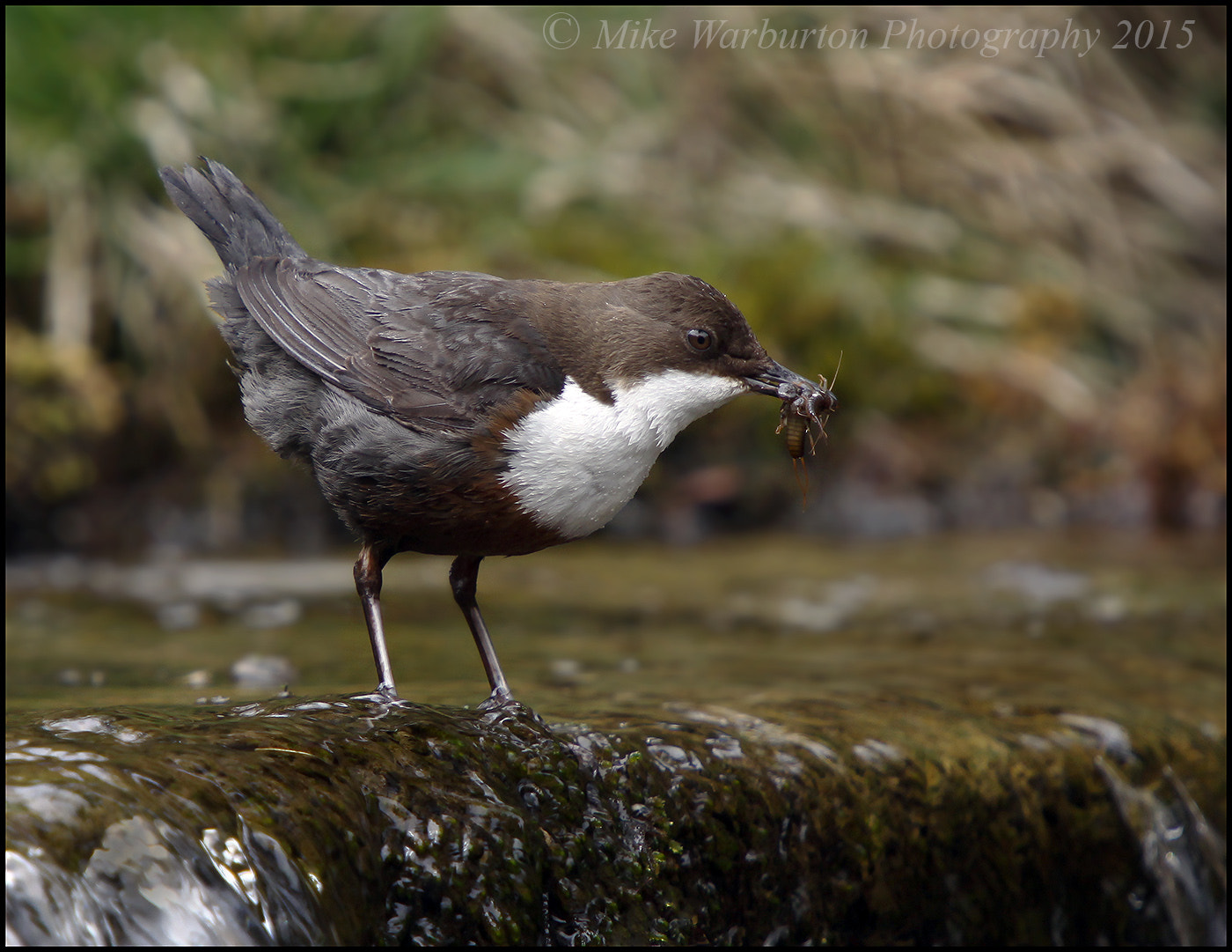 Sigma 50-500mm f/4-6.3 APO HSM EX sample photo. Dipper photography