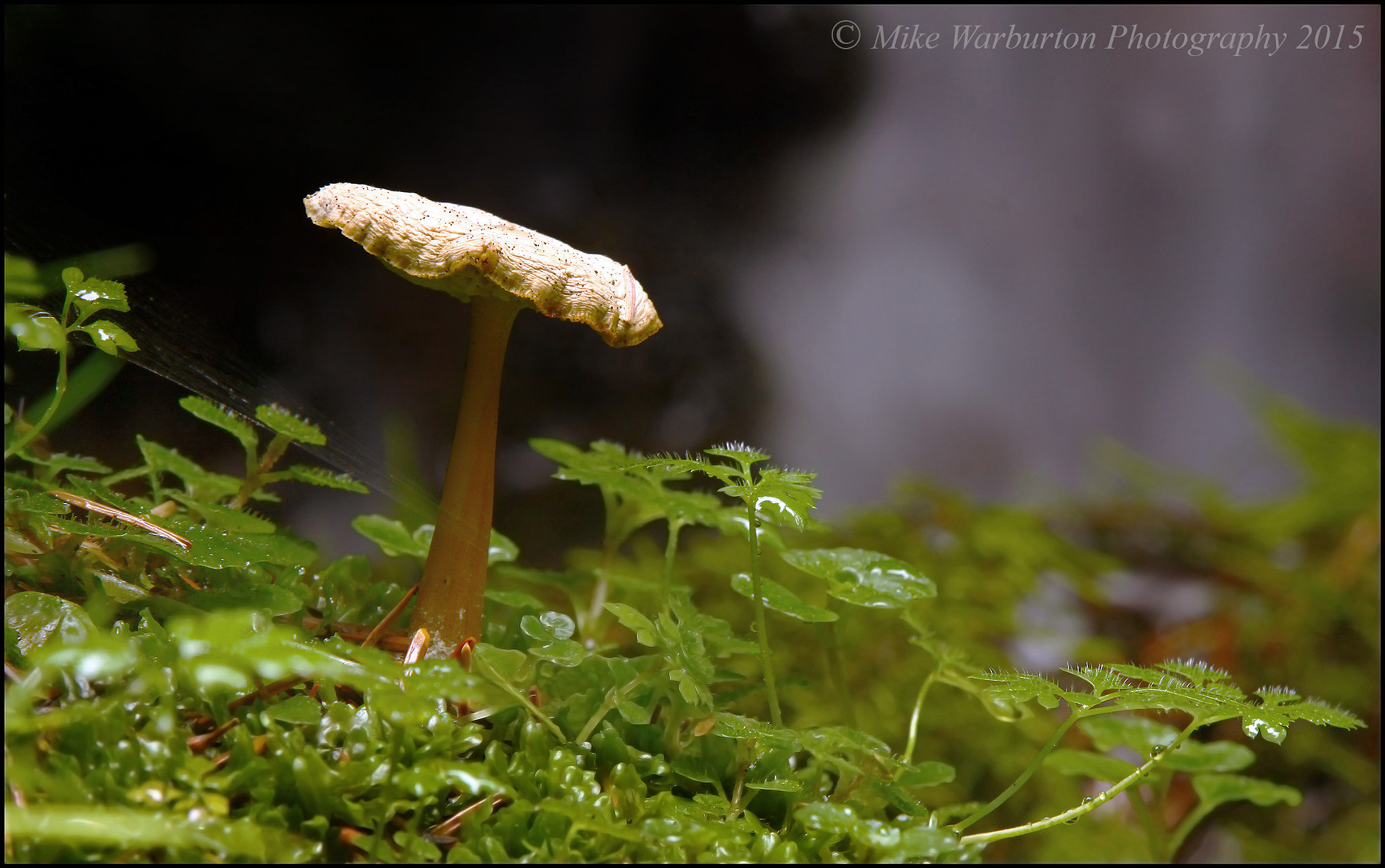 Sigma 50-500mm f/4-6.3 APO HSM EX sample photo. Fungi photography