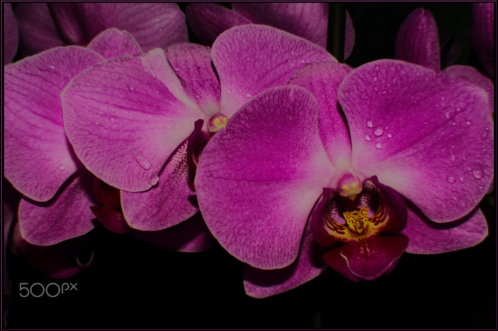 Nikon D7000 + AF-S Nikkor 35mm f/1.8G sample photo. The second orchid photography