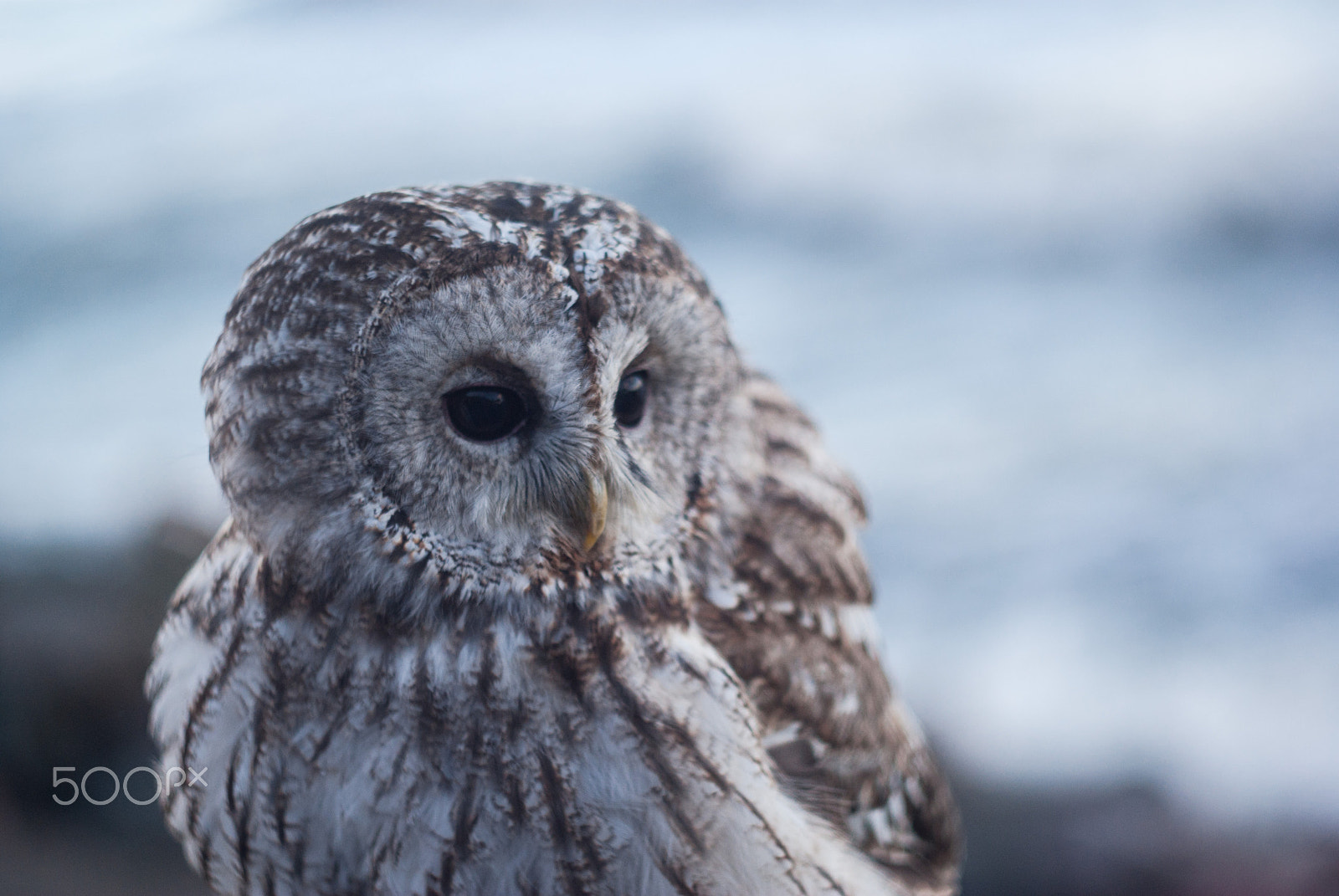 Sony Alpha DSLR-A200 + Minolta AF 50mm F1.7 sample photo. From owl with love photography