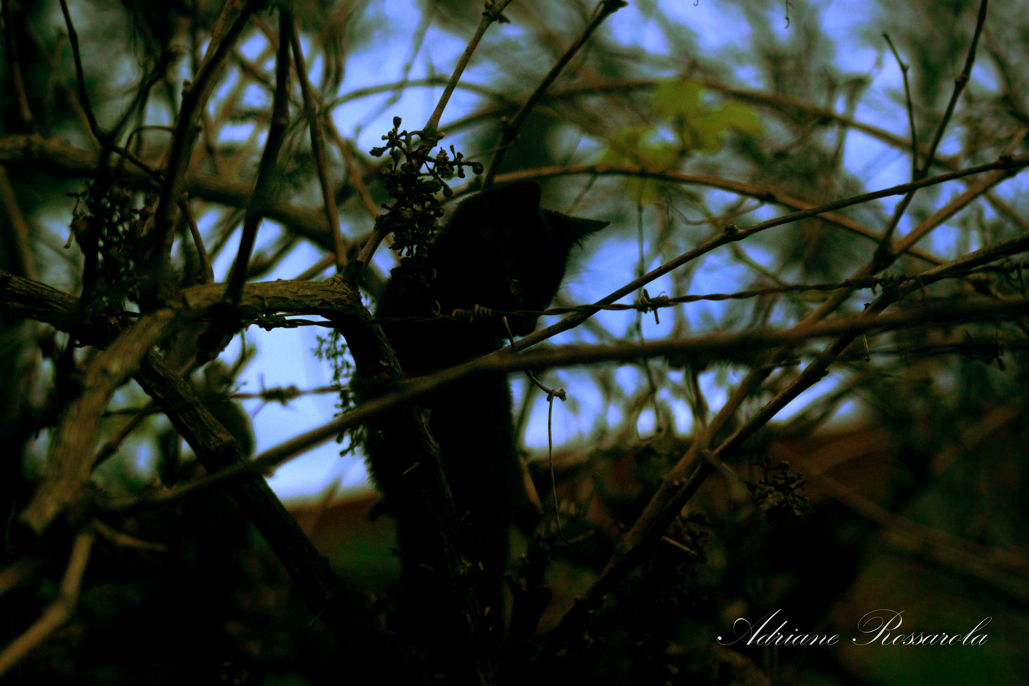 Canon EF 75-300mm f/4-5.6 USM sample photo. Gatinha andando no parreiral photography