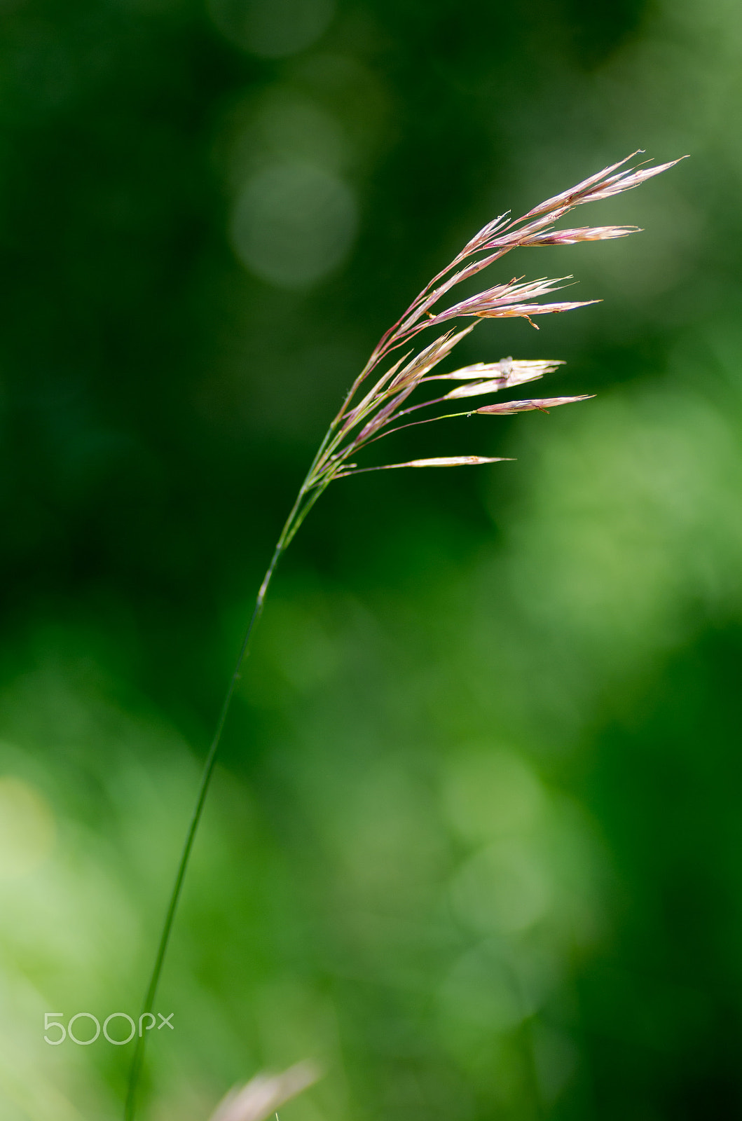Pentax K-30 + Tamron SP AF 90mm F2.8 Di Macro sample photo. A blade of grass photography