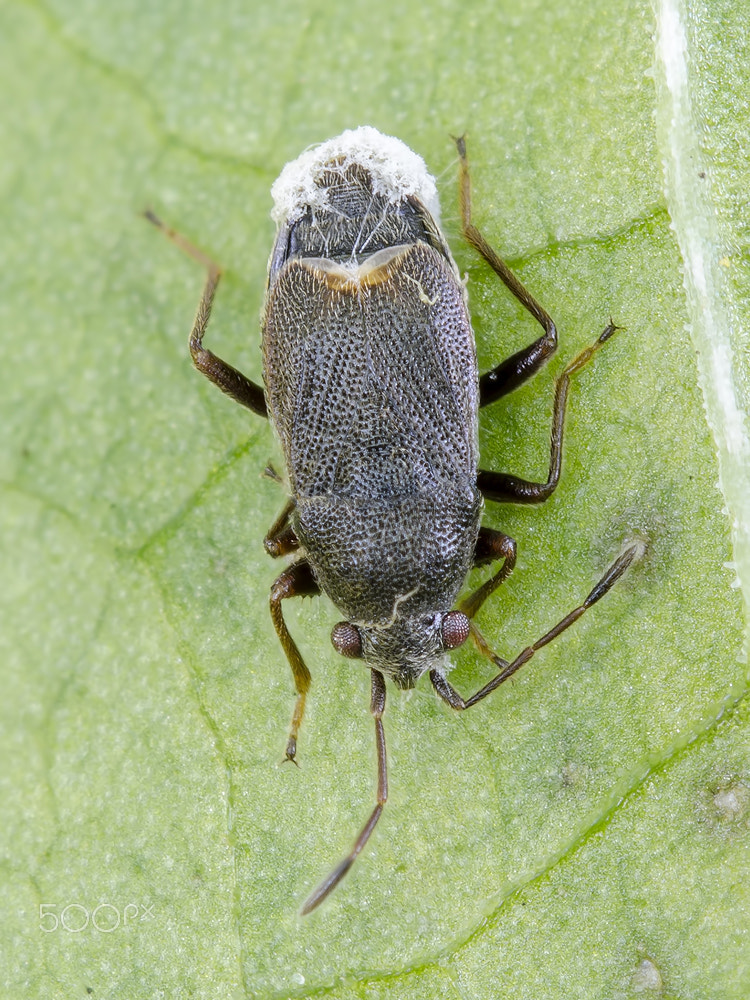 Sigma 150mm F2.8 EX DG OS Macro HSM sample photo. Parasited ground bug photography