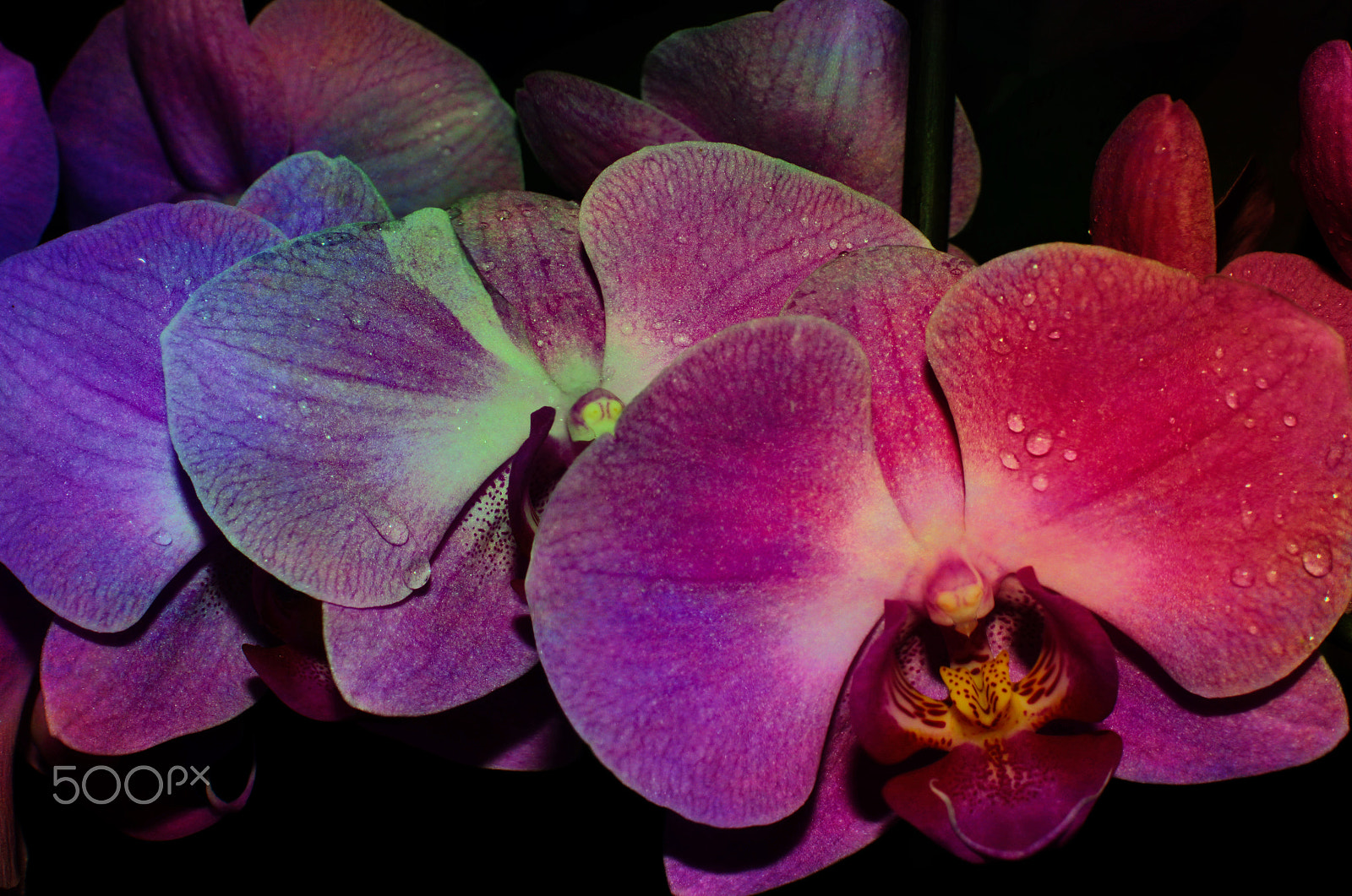 Nikon D7000 + AF-S Nikkor 35mm f/1.8G sample photo. Orchid for a hippie photography
