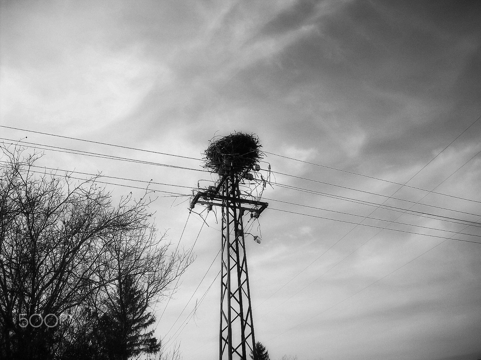 Kodak EASYSHARE M753 ZOOM DIGITAL CAMERA sample photo. Stork nest photography