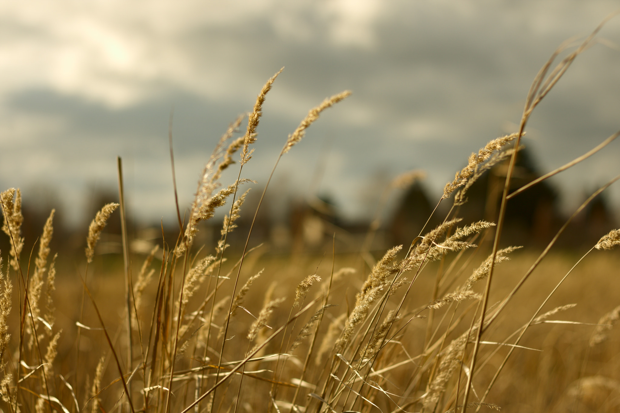 Canon EOS 750D (EOS Rebel T6i / EOS Kiss X8i) + Canon EF 50mm F1.8 II sample photo. Autumn grass photography