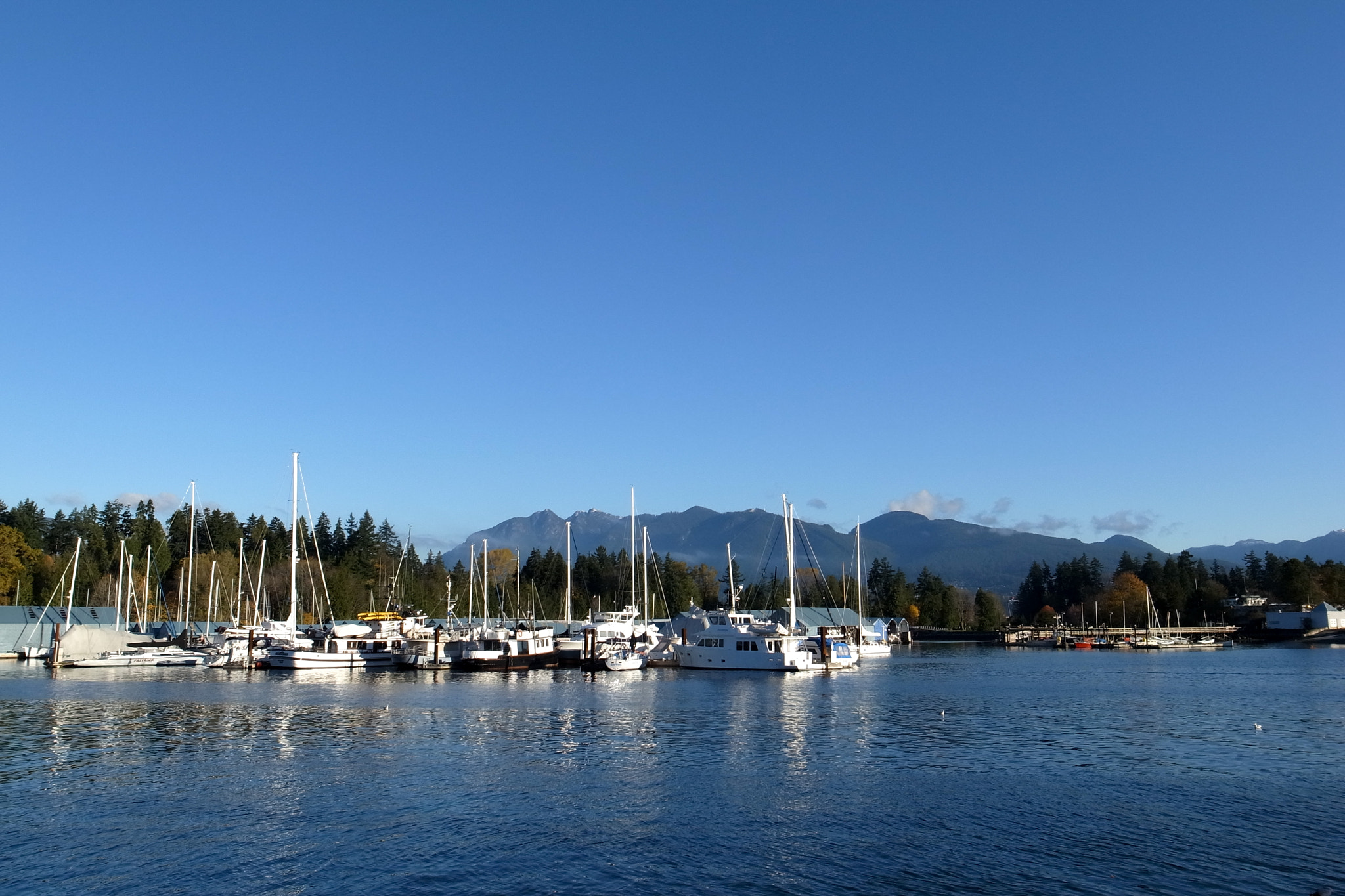 Ricoh GR DIGITAL 4 + RICOH GR LENS sample photo. Stanley park photography