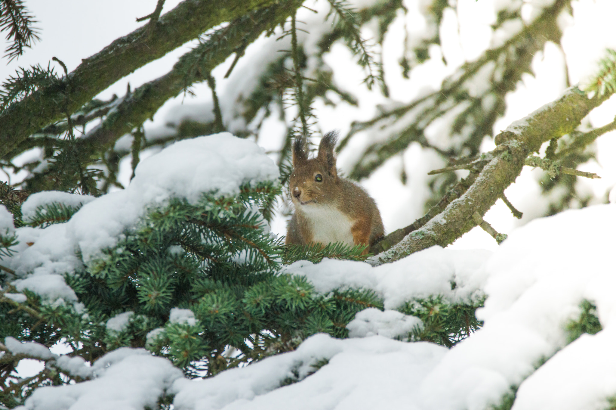 Sigma 150-600mm F5-6.3 DG OS HSM | C sample photo. Snow & squirrel photography