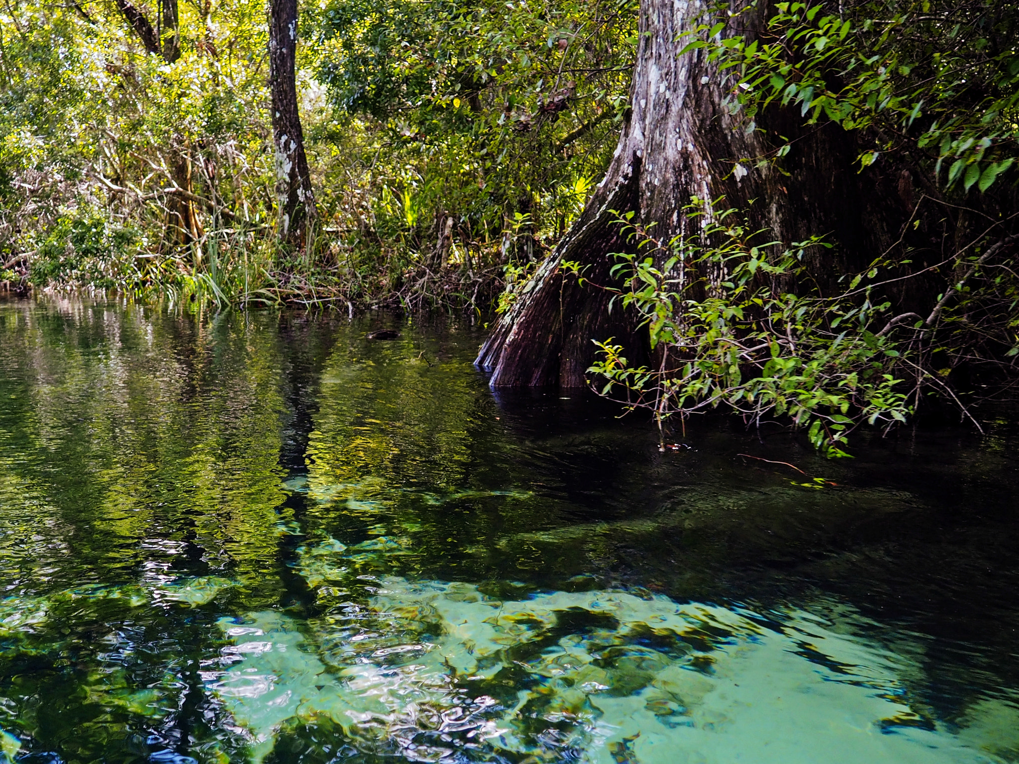 Olympus M.Zuiko Digital 14-42mm F3.5-5.6 II R sample photo. Canoeing along the weeki wachee photography