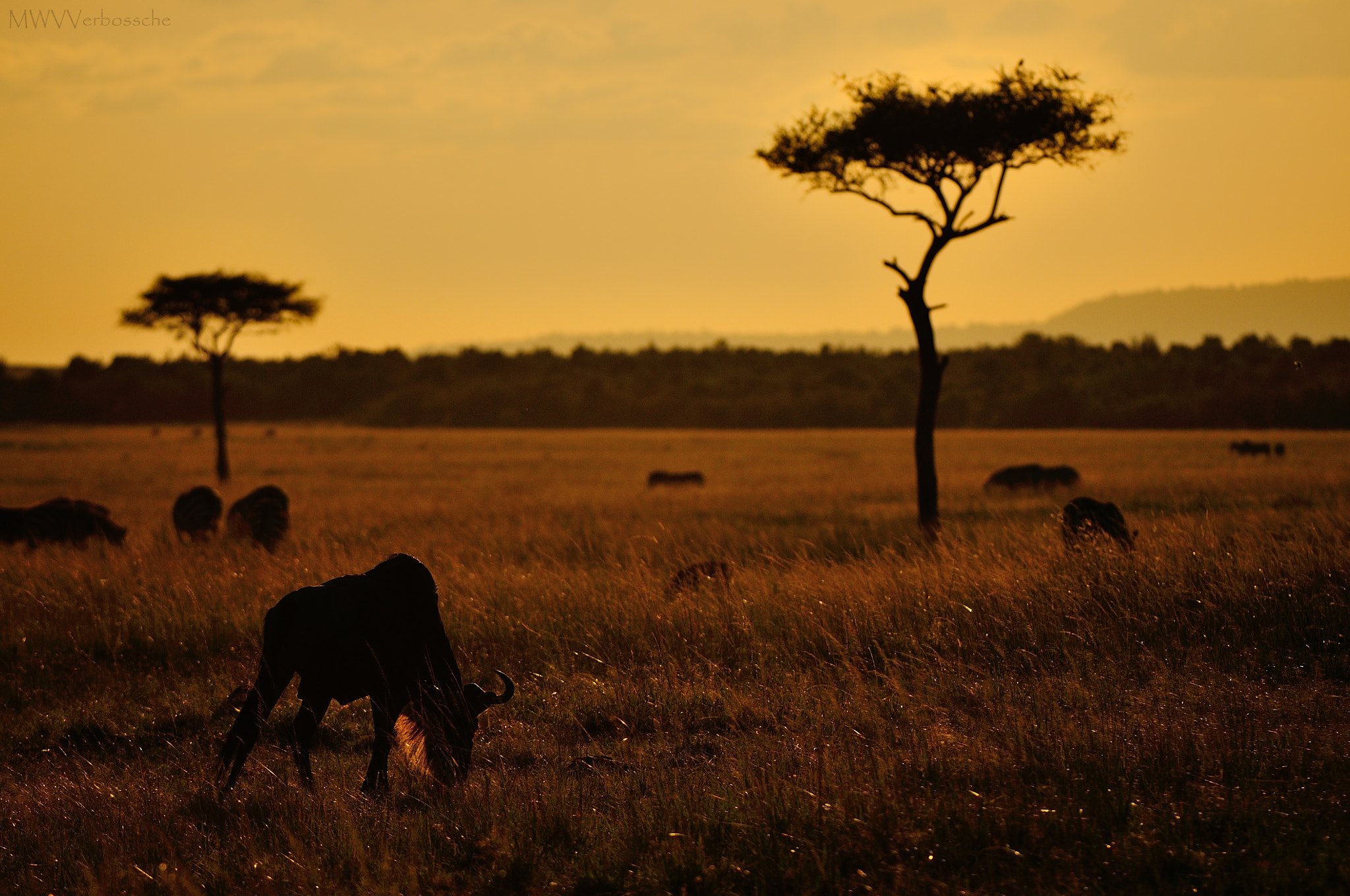 Nikon D300S + Nikon AF-S Nikkor 200-400mm F4G ED VR II sample photo. Golden hour in the mara photography