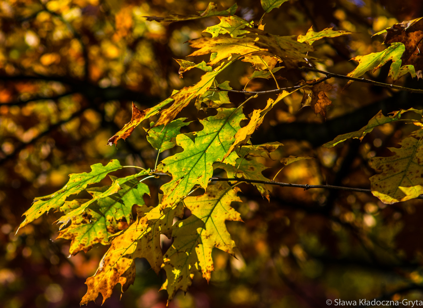 Nikon D7100 + AF Zoom-Nikkor 70-210mm f/4 sample photo. Autumn photography