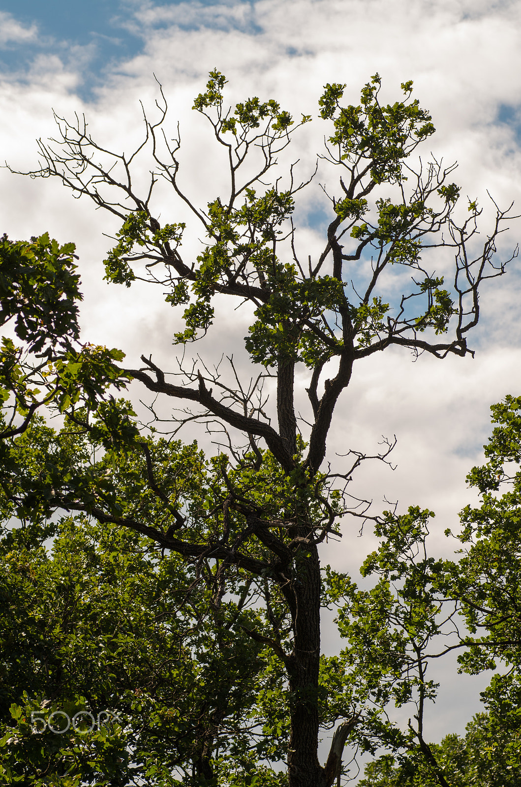 Pentax K-30 + Tamron SP AF 90mm F2.8 Di Macro sample photo. Tree photography